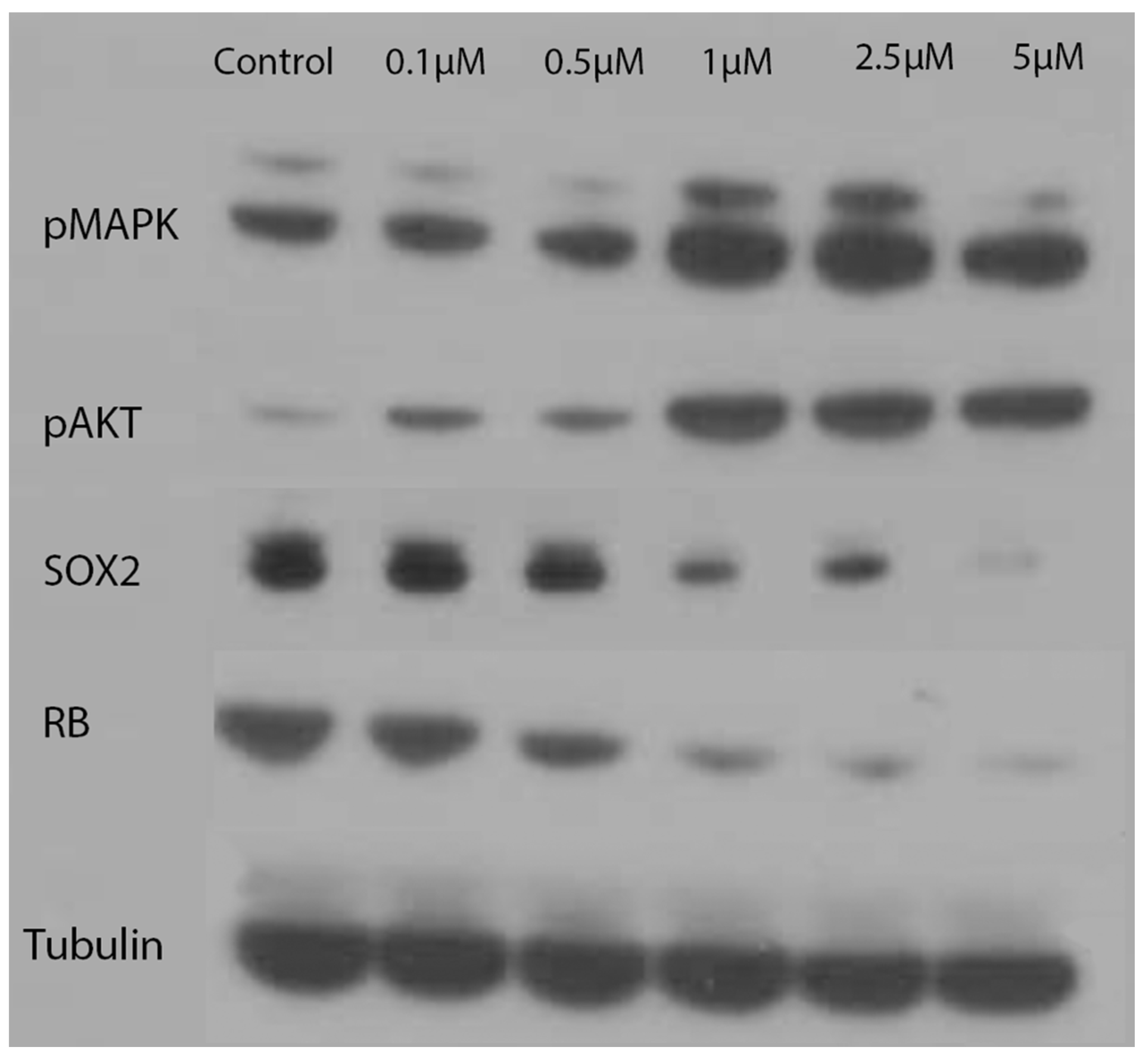 Antioxidants 11 00798 g006 550