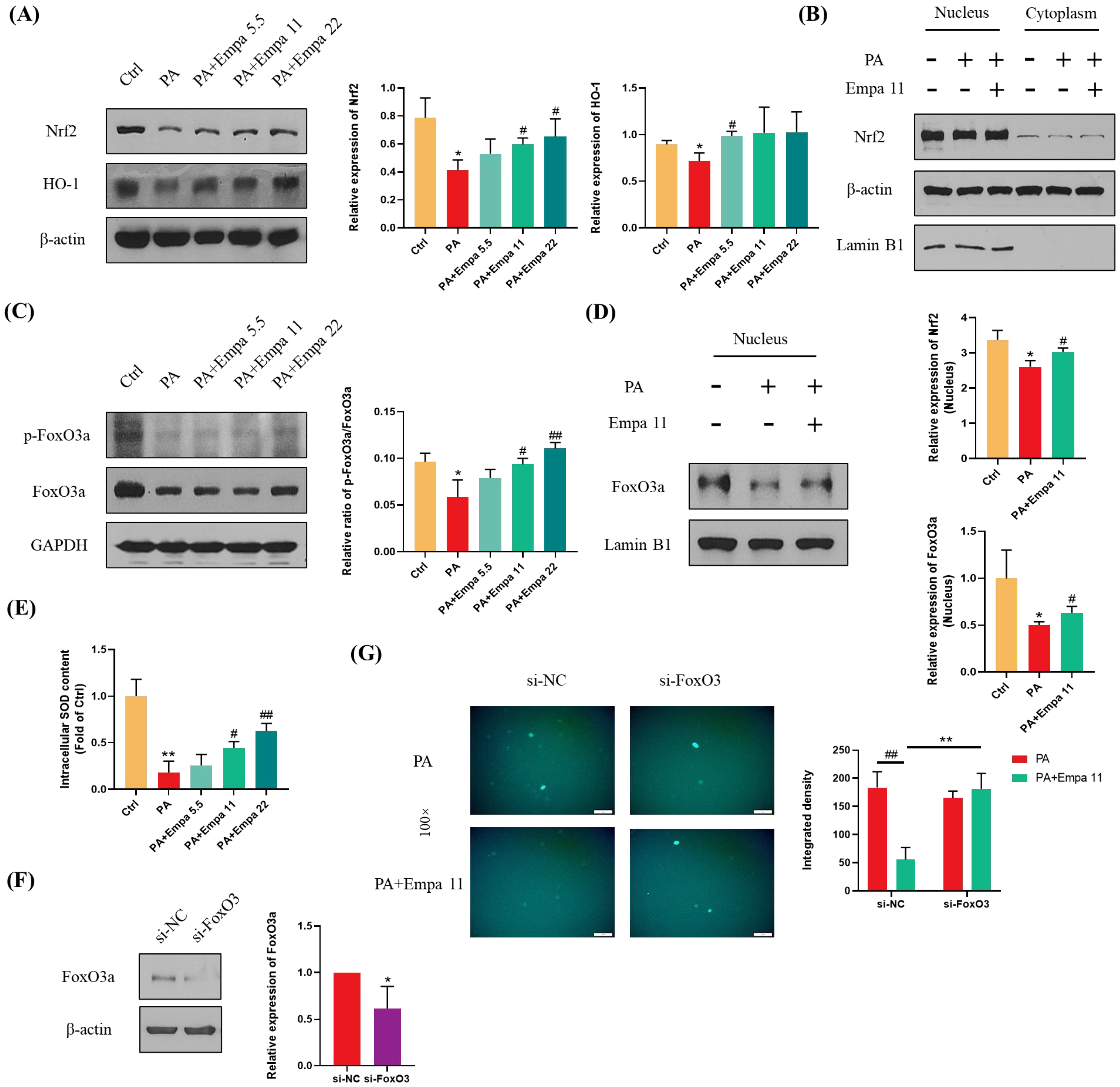 Antioxidants 11 00799 g004