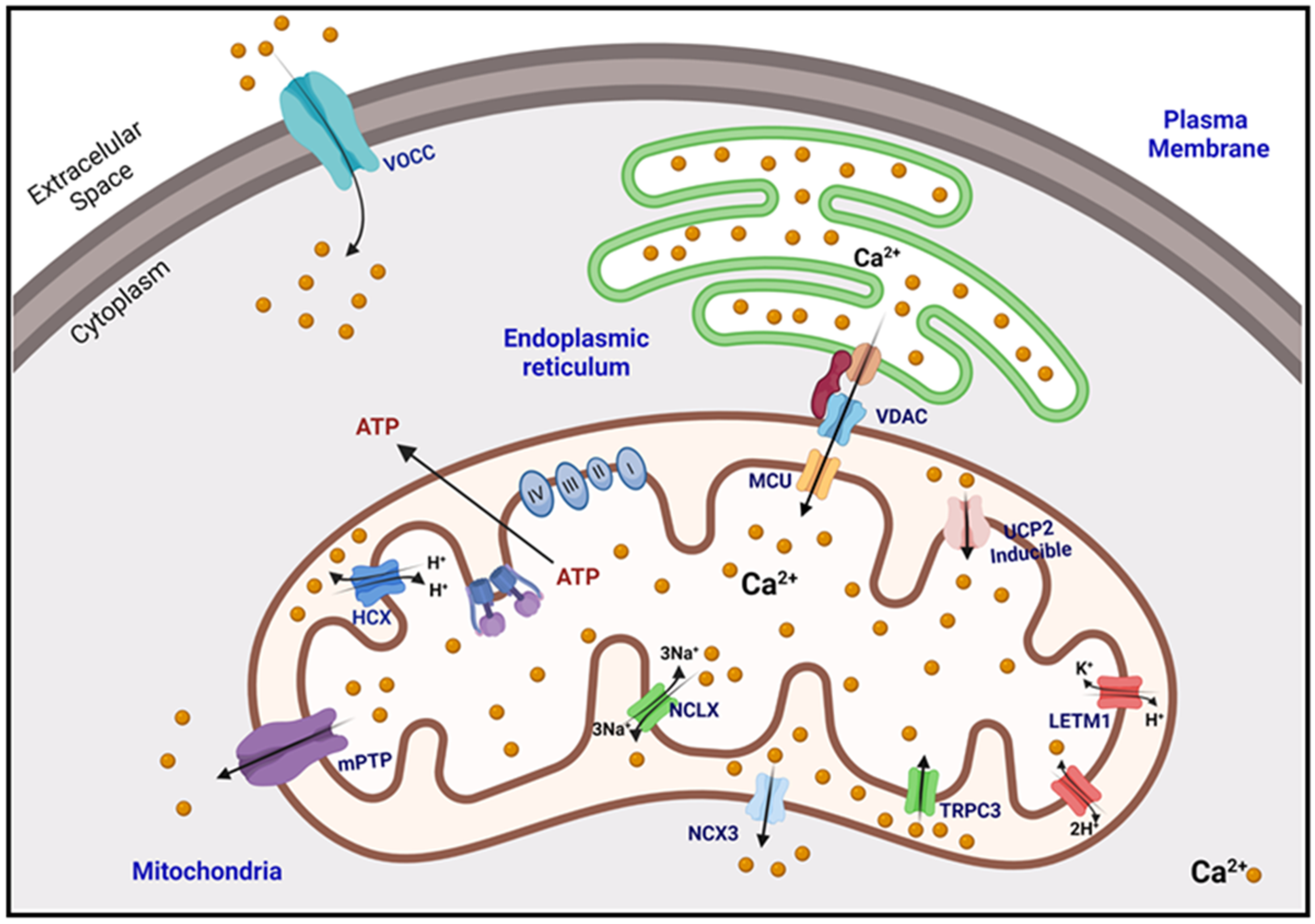 Plant Mitophagy in Comparison to Mammals: What Is Still Missing?