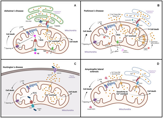 Mitochondrial Calcium: Effects of Its Imbalance in Disease