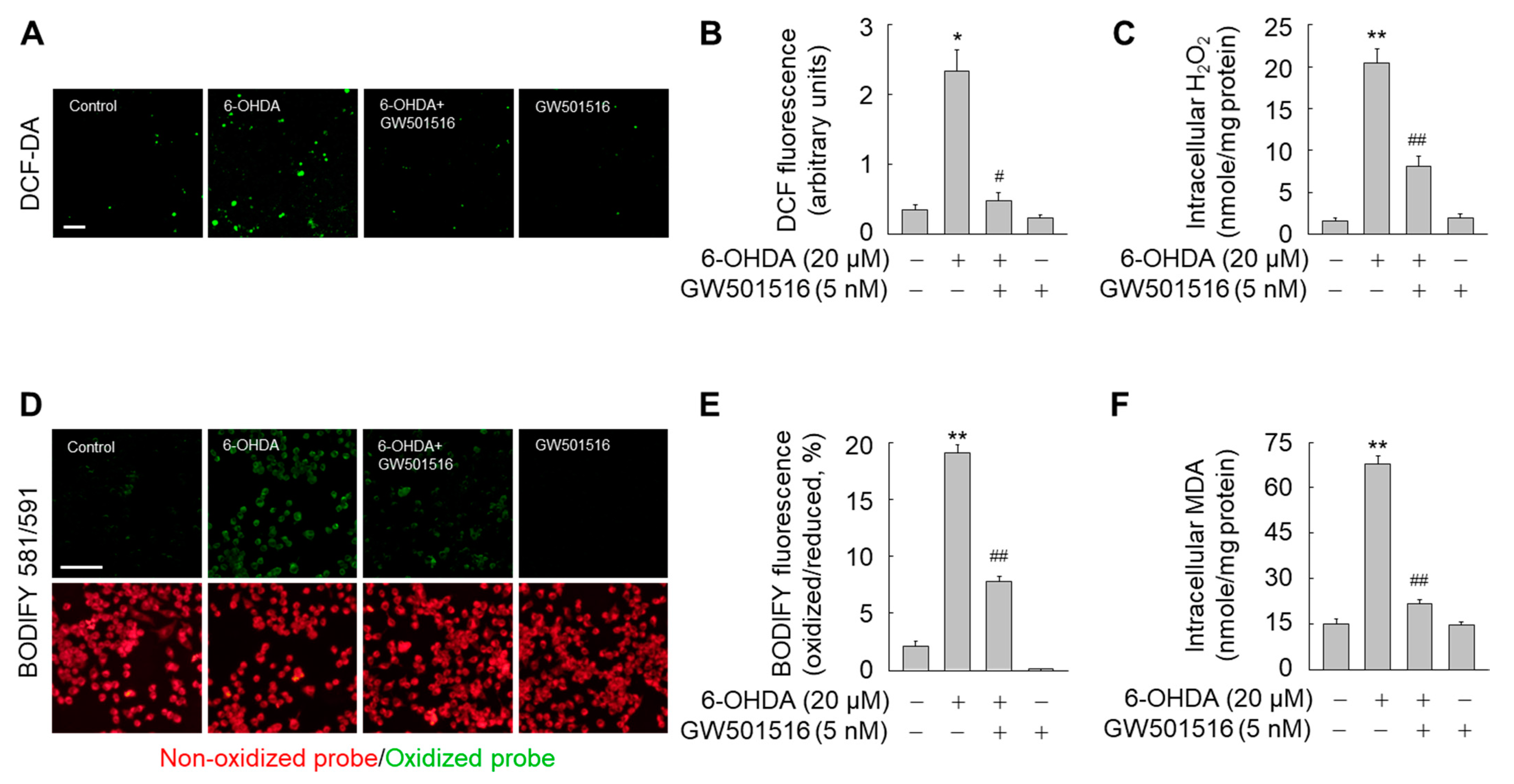Antioxidants 11 00810 g007 Antioxidants 11 00810 g007