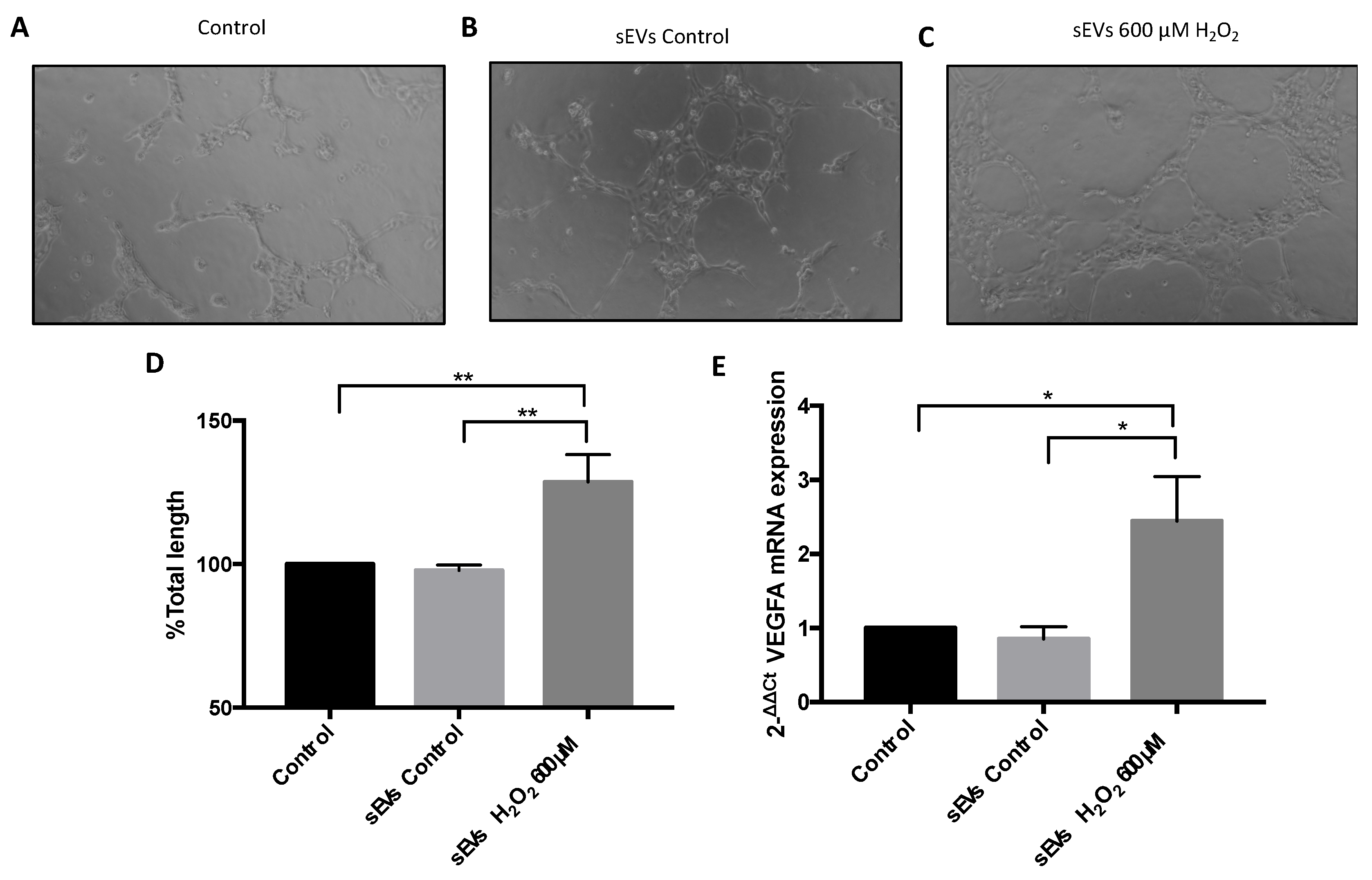 Antioxidants 11 00818 g005 550