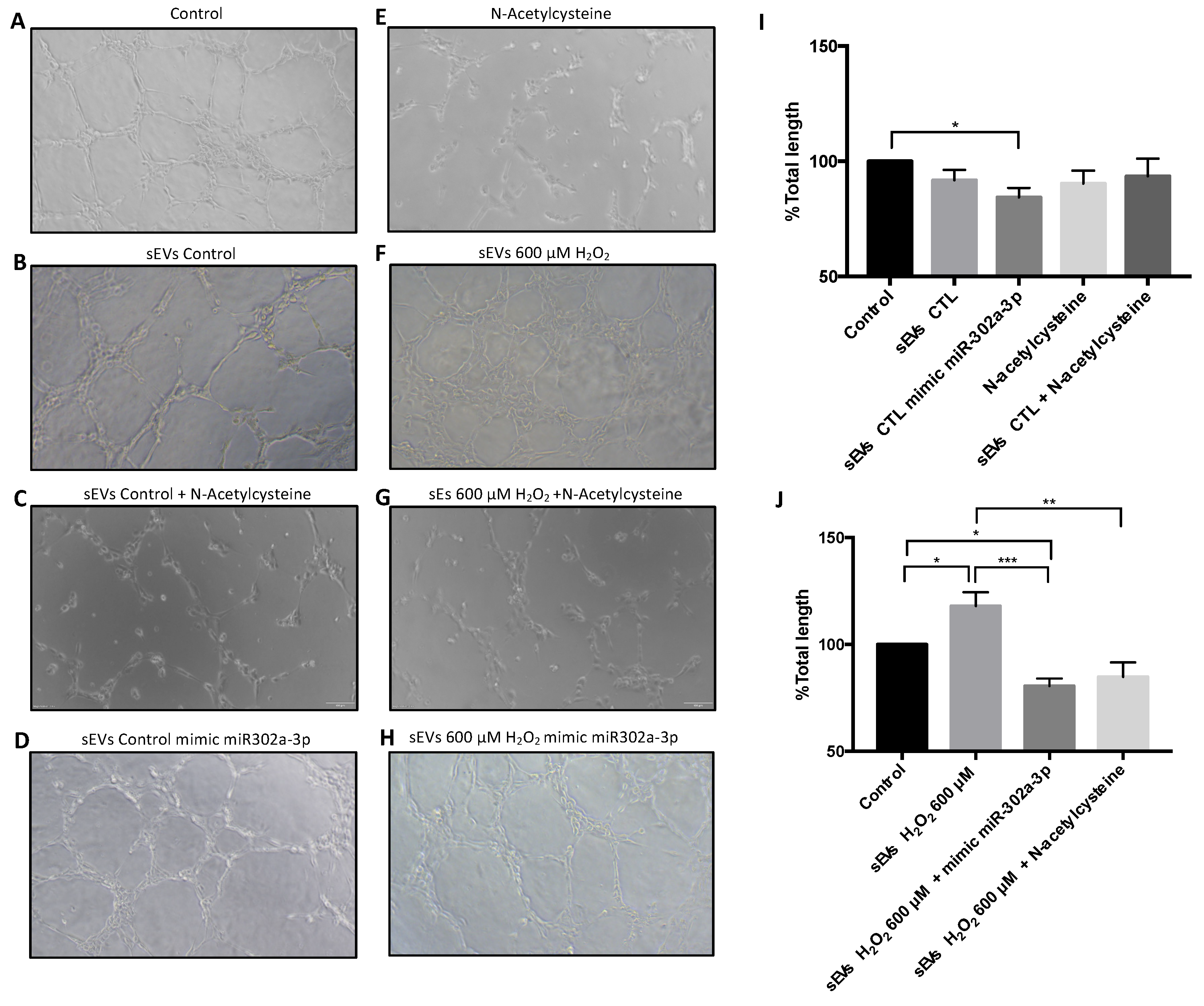 Antioxidants 11 00818 g006 550