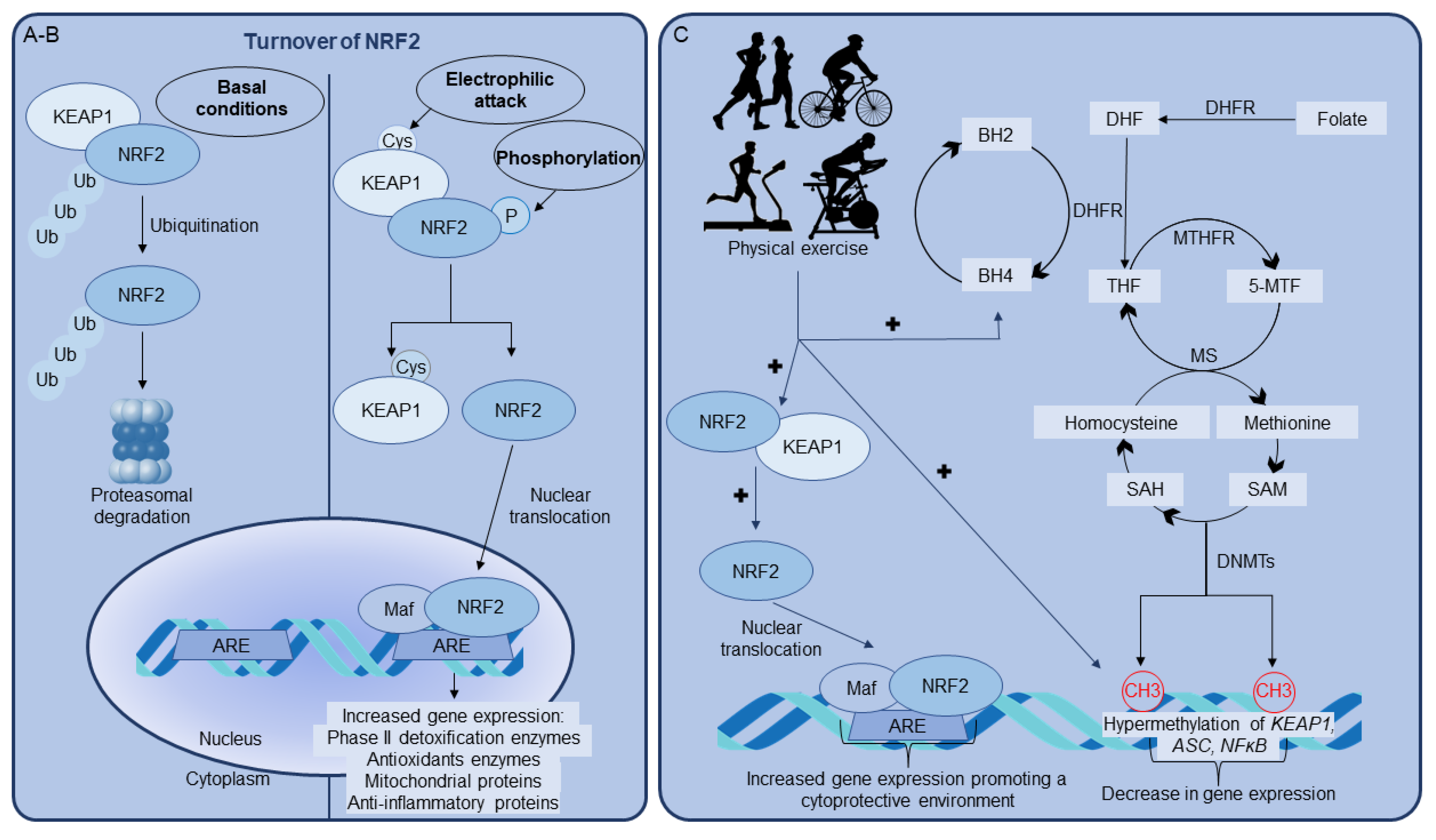 Antioxidants 11 00826 g001 Antioxidants 11 00826 g001