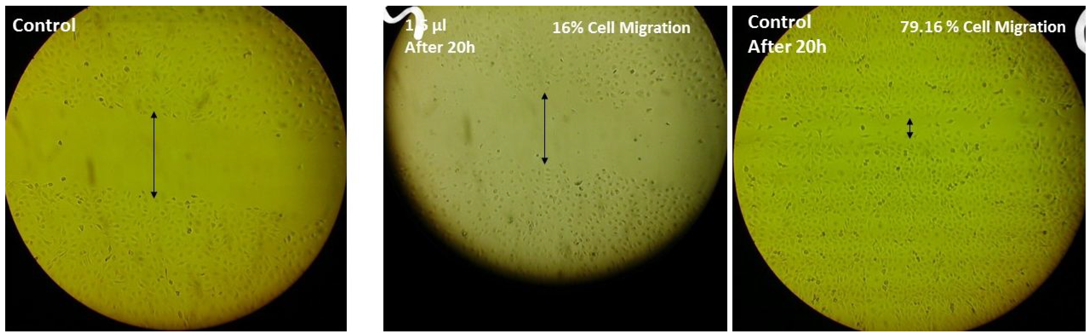 Antioxidants 11 00831 g003 550