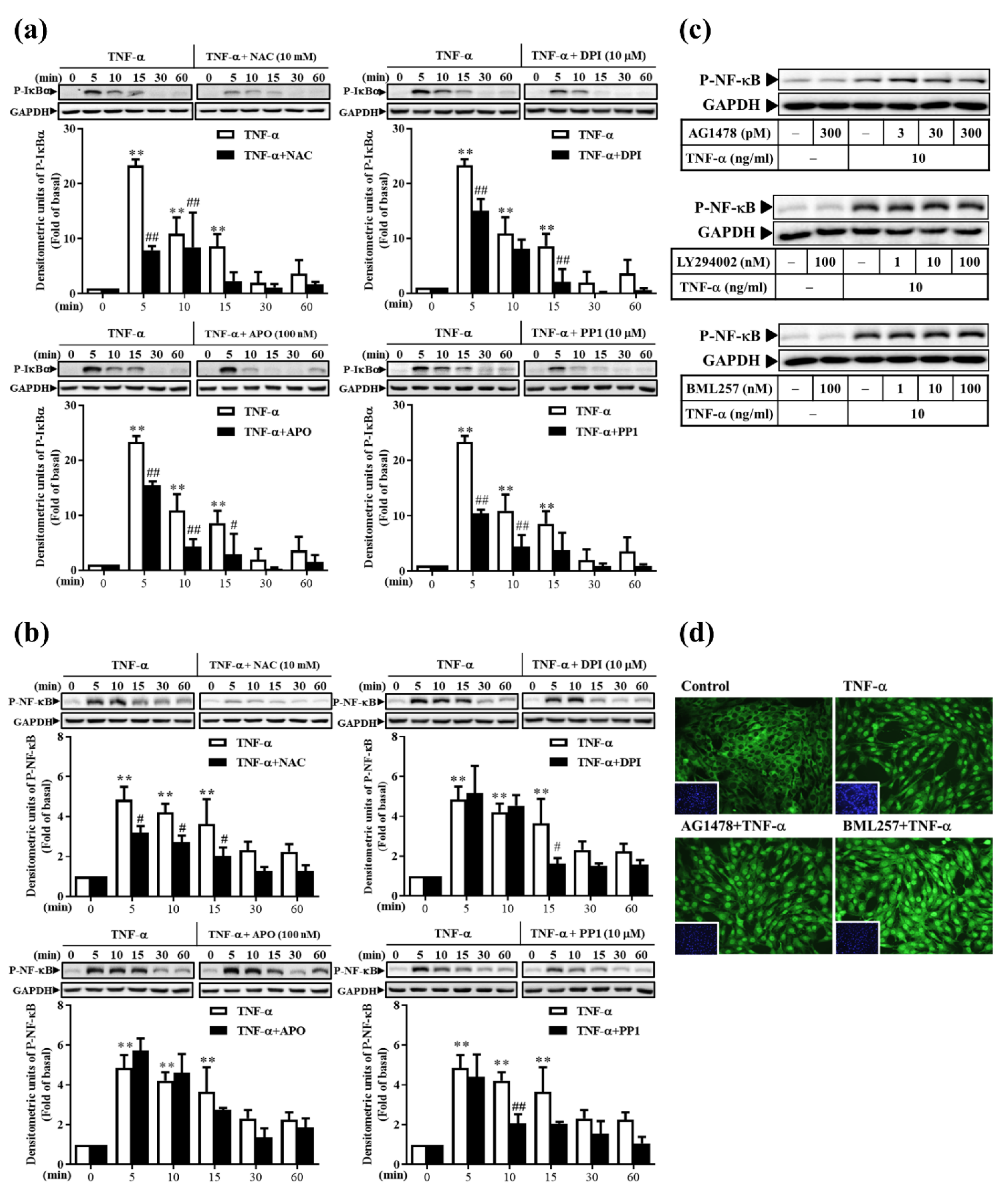 Antioxidants 11 00835 g008