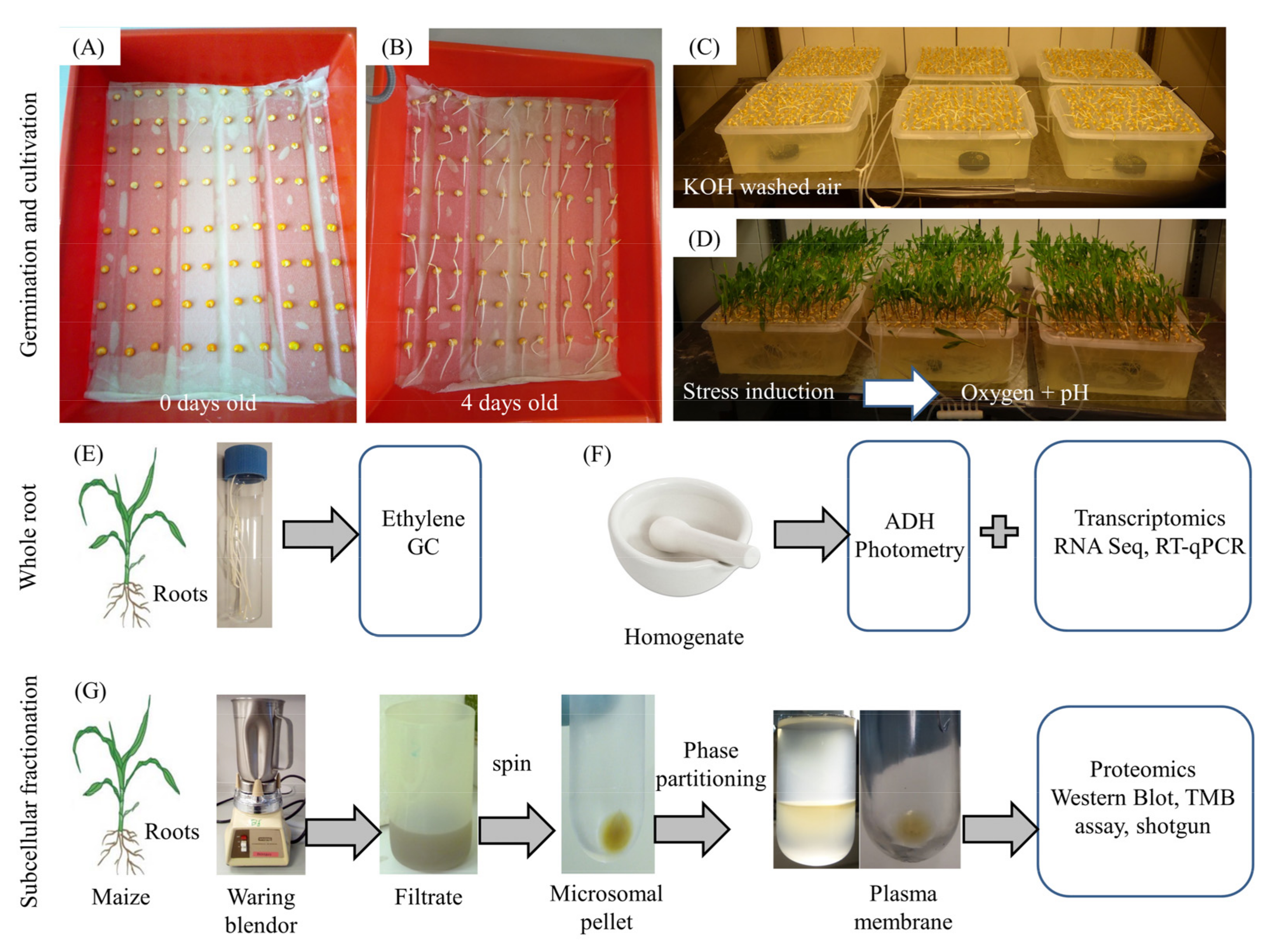 Antioxidants 11 00836 g001 Antioxidants 11 00836 g001