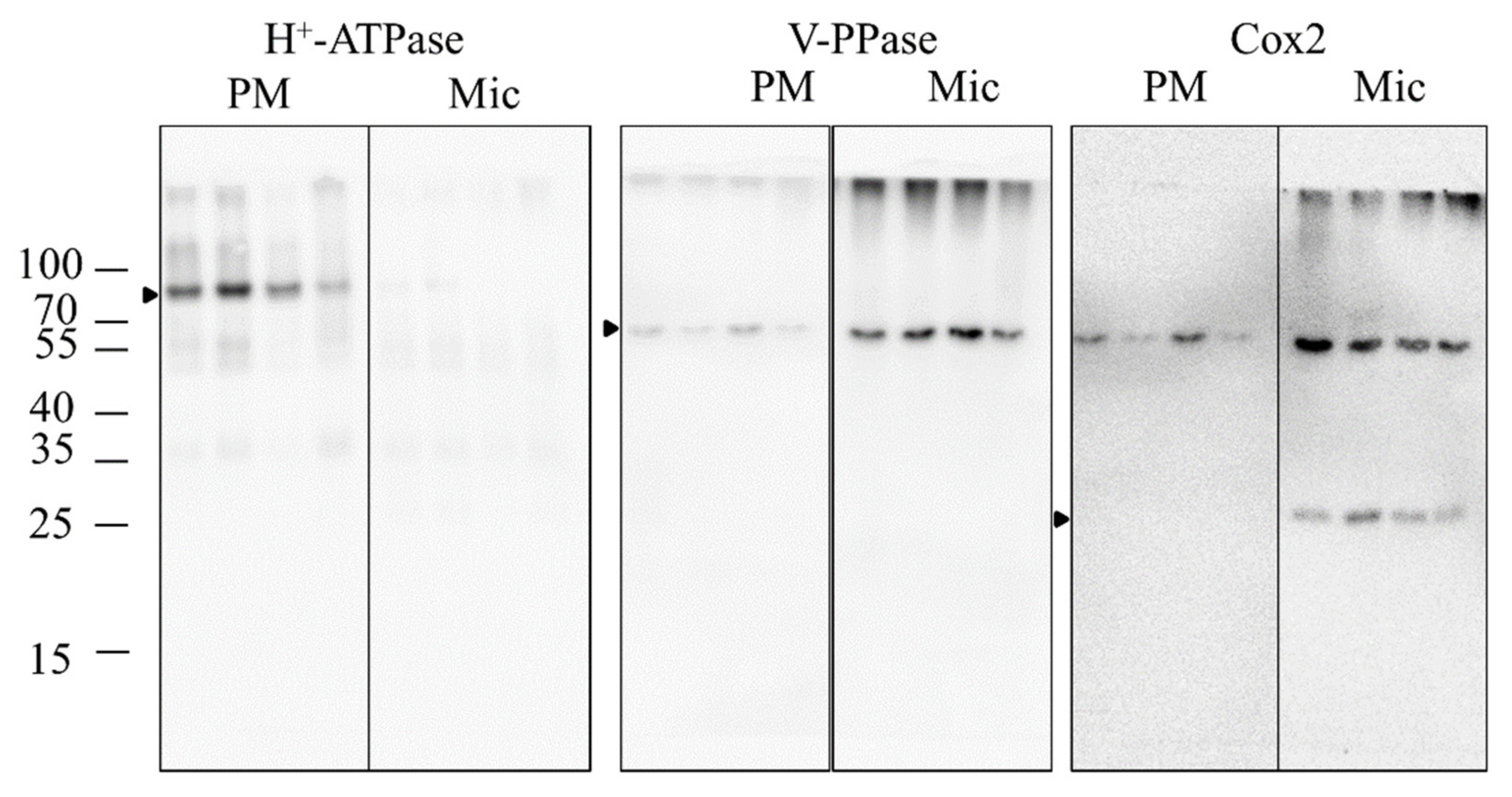 Antioxidants 11 00836 g007 Antioxidants 11 00836 g007