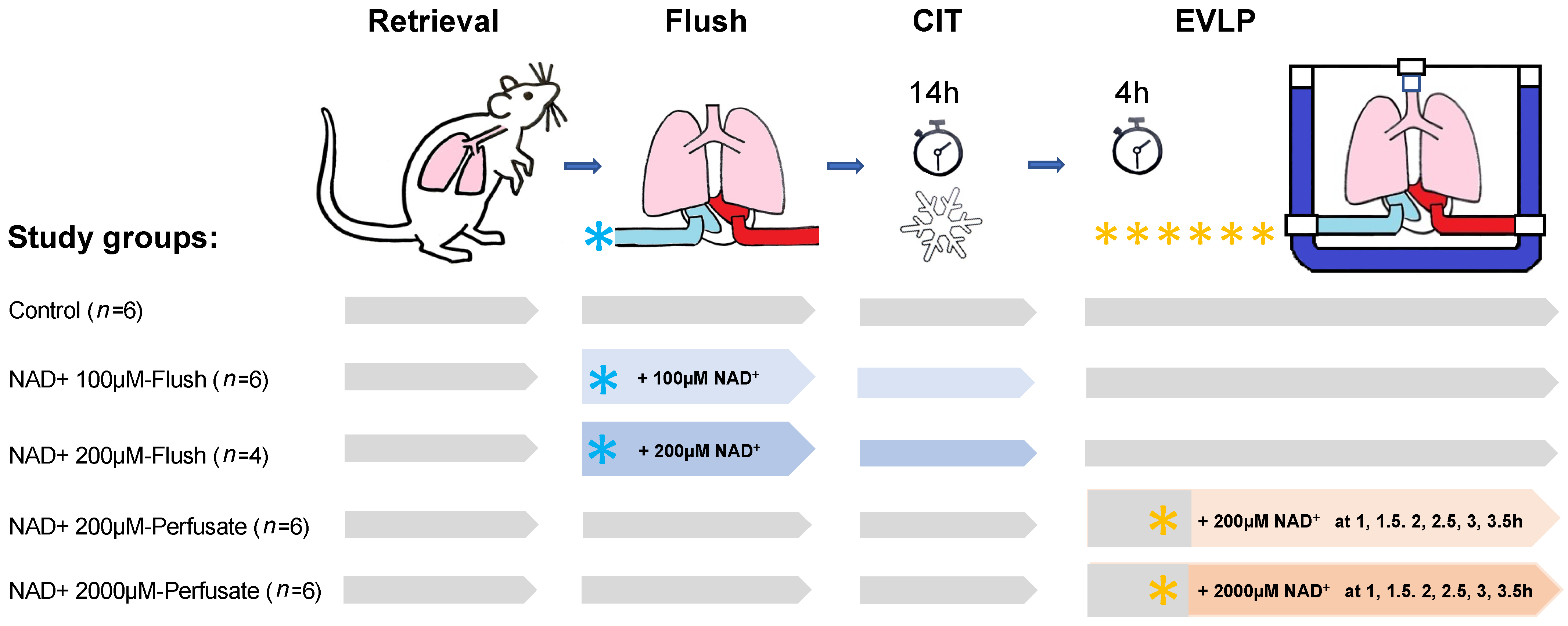 Antioxidants 11 00843 g001 550