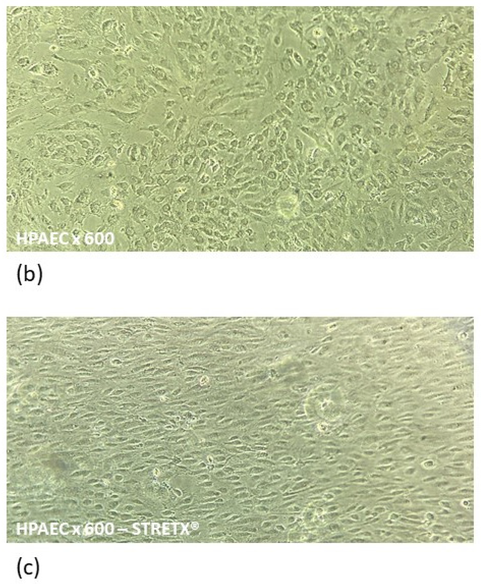 Antioxidants 11 00847 g001b 550