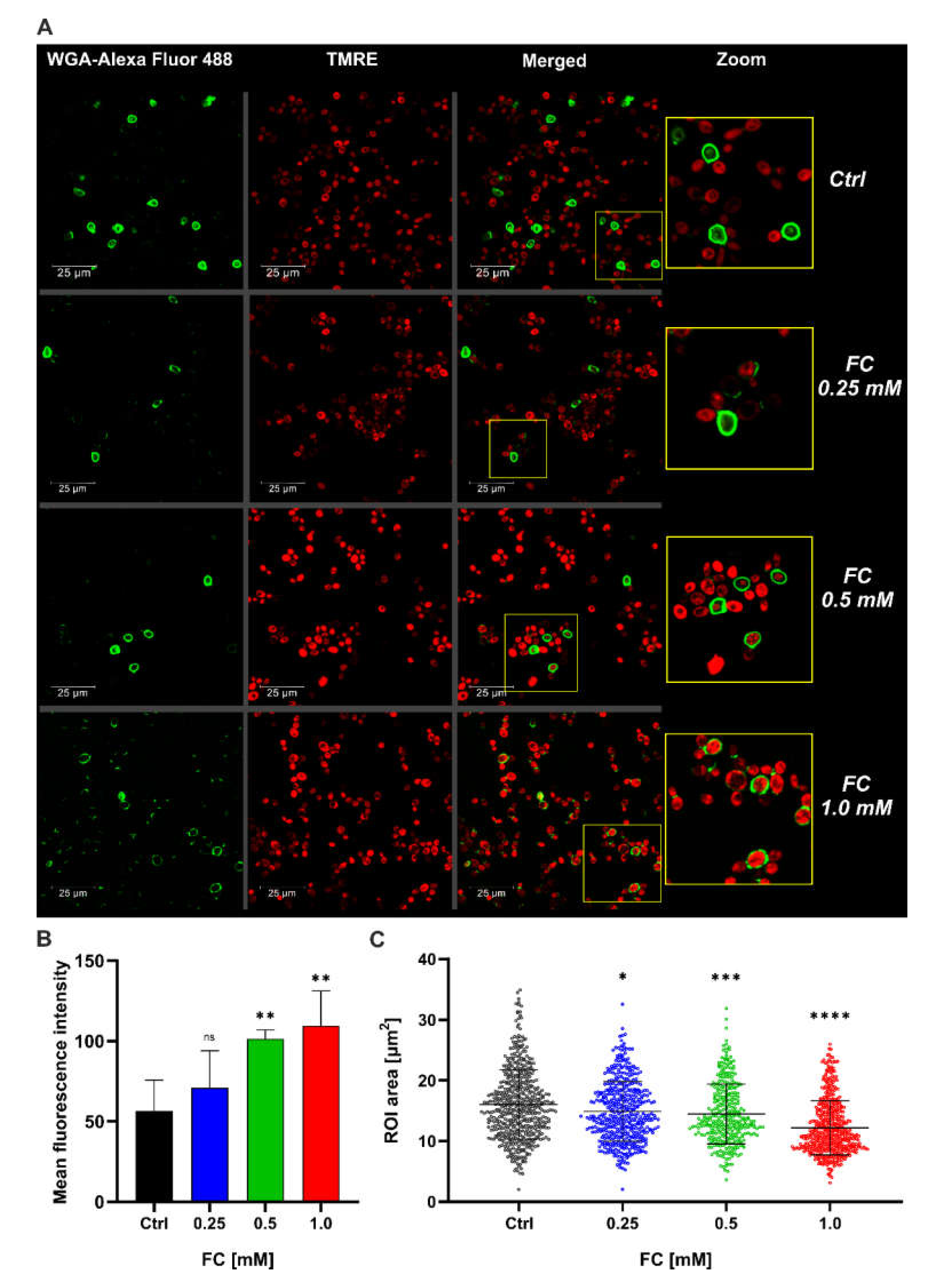 Antioxidants 11 00850 g003 Antioxidants 11 00850 g003