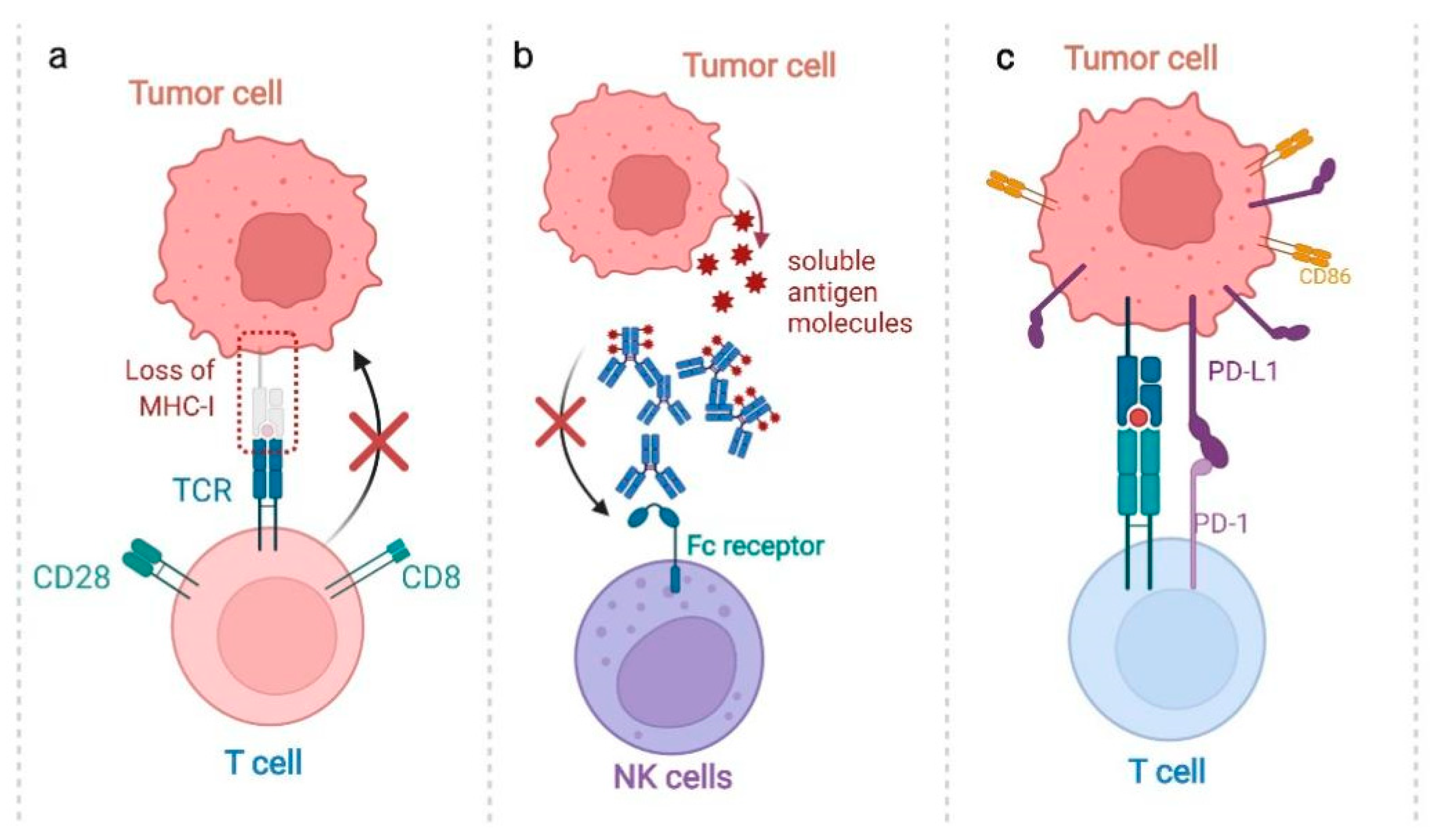 Membrane Oxidation in Cell Delivery and Cell Killing Applications