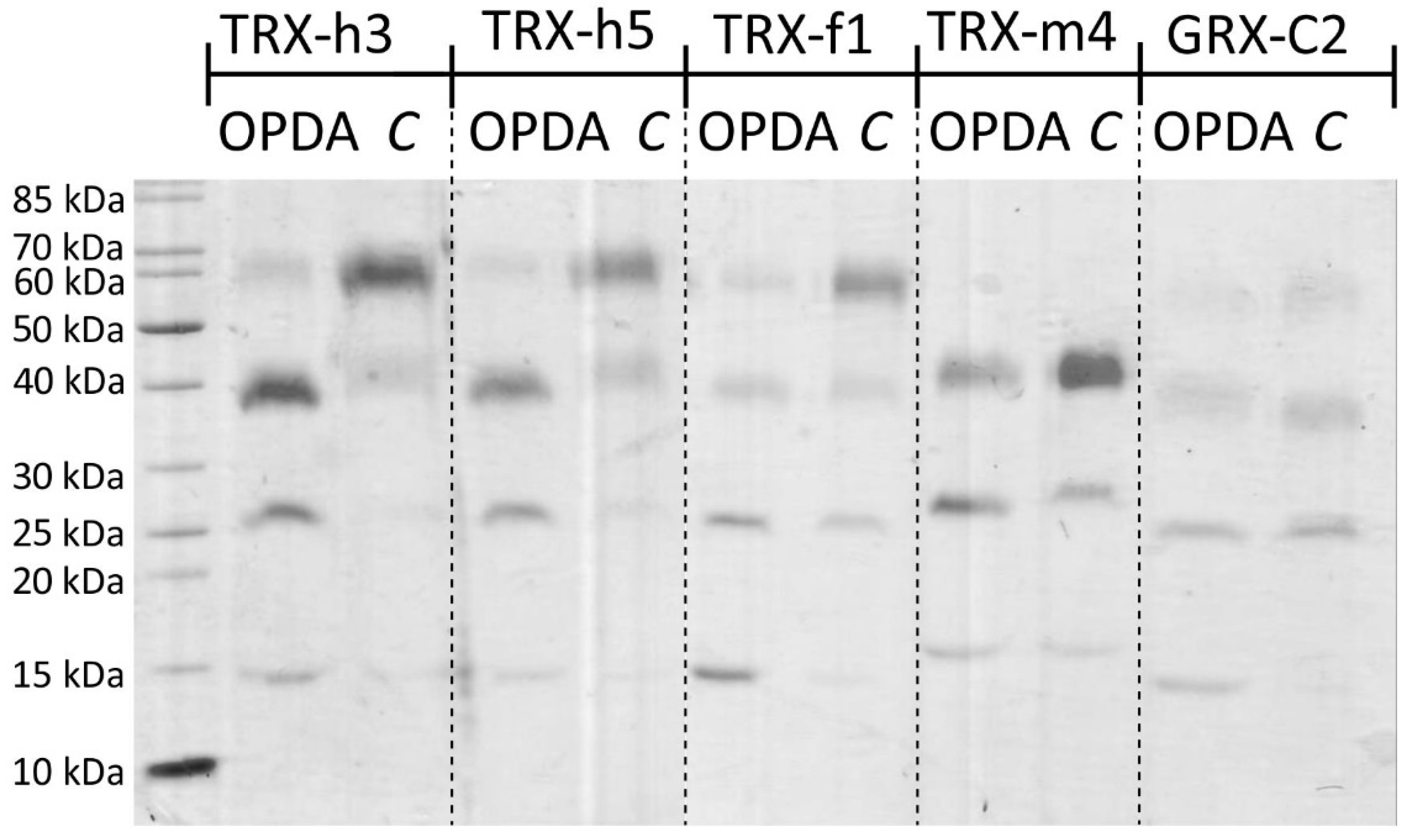 Antioxidants 11 00855 g001 550