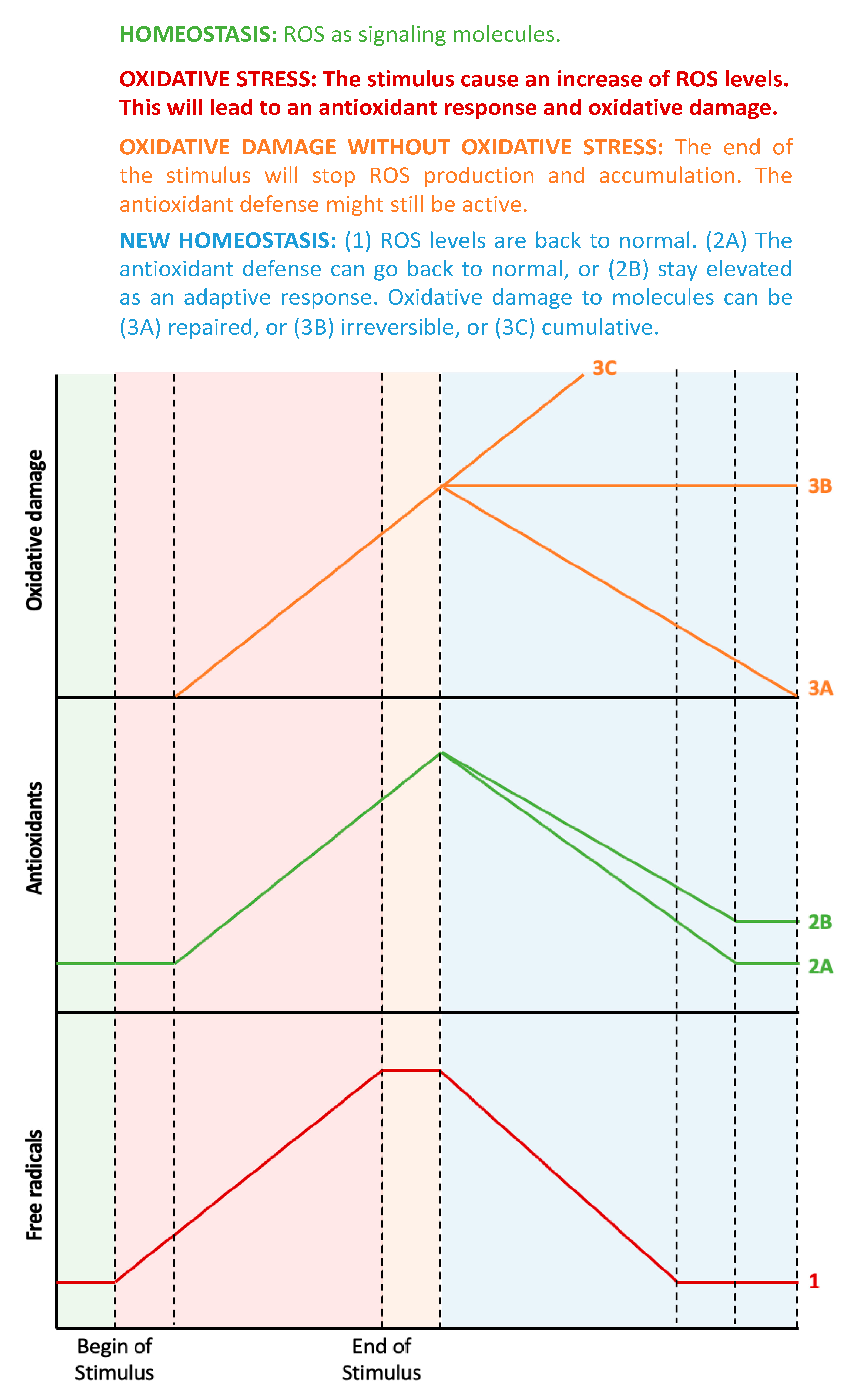 Antioxidants 11 00864 g001 Antioxidants 11 00864 g001