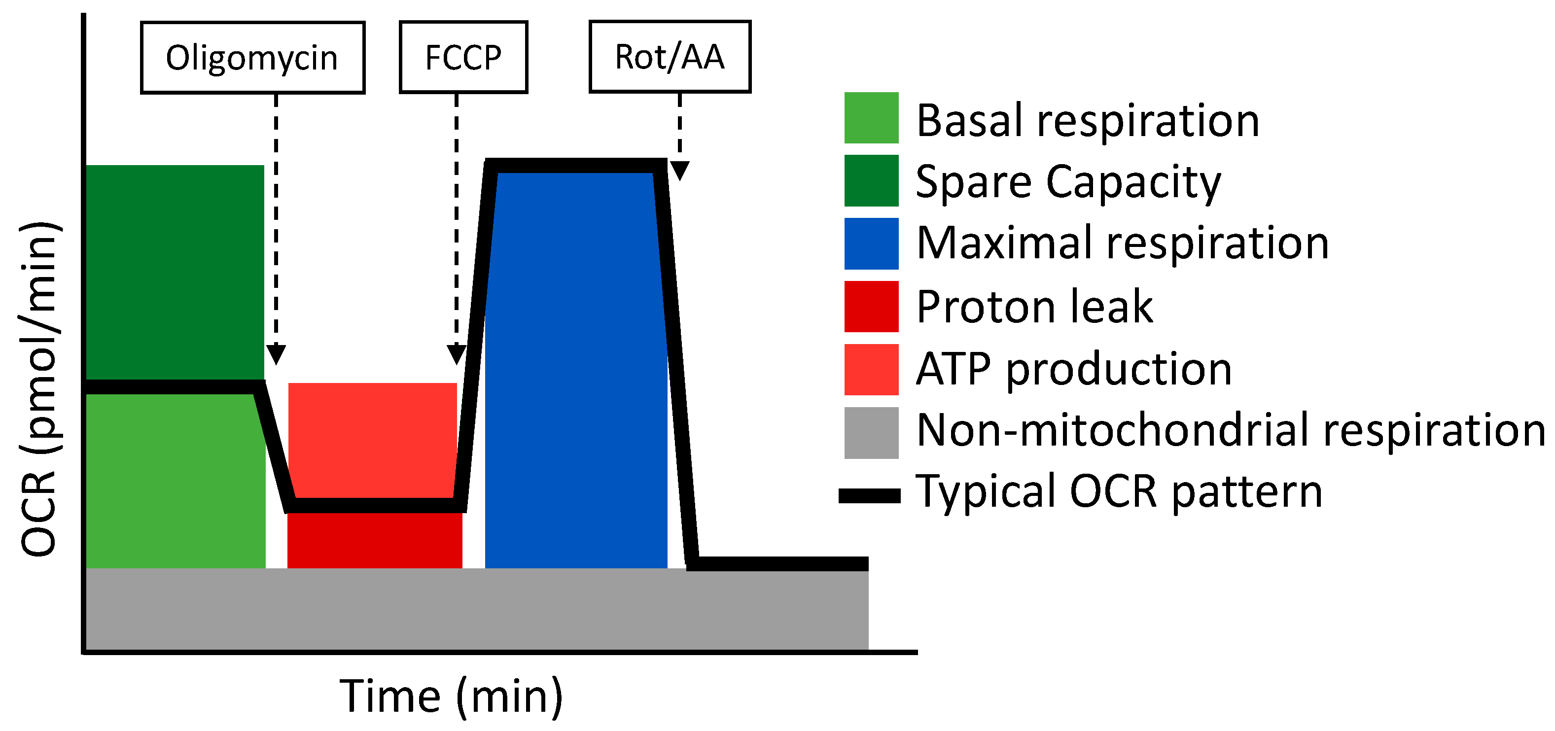 Antioxidants 11 00864 g003 Antioxidants 11 00864 g003