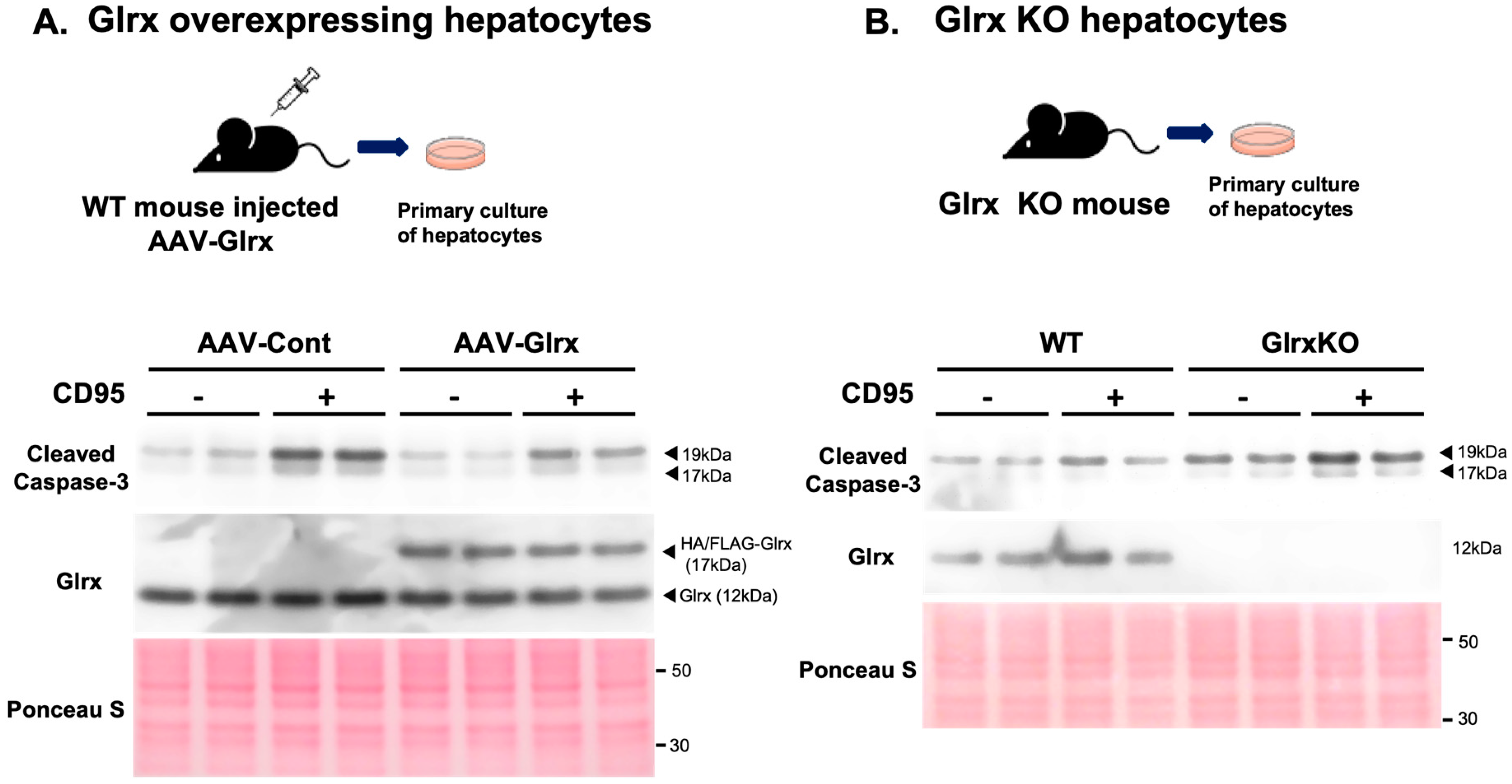 Antioxidants 11 00867 g003 Antioxidants 11 00867 g003