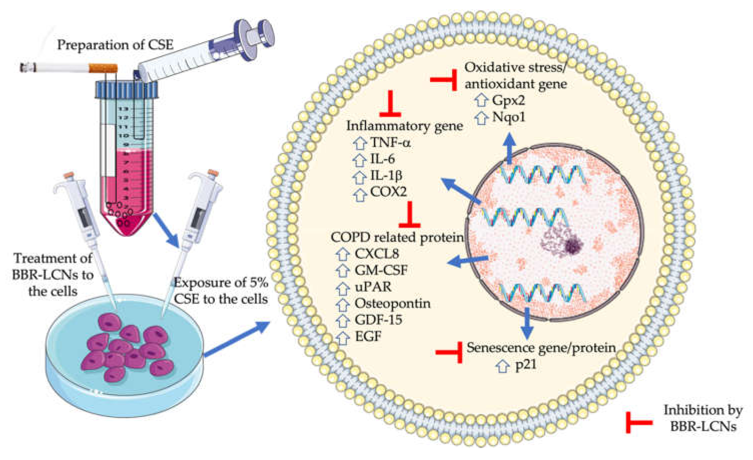 Antioxidants 11 00873 g009 550