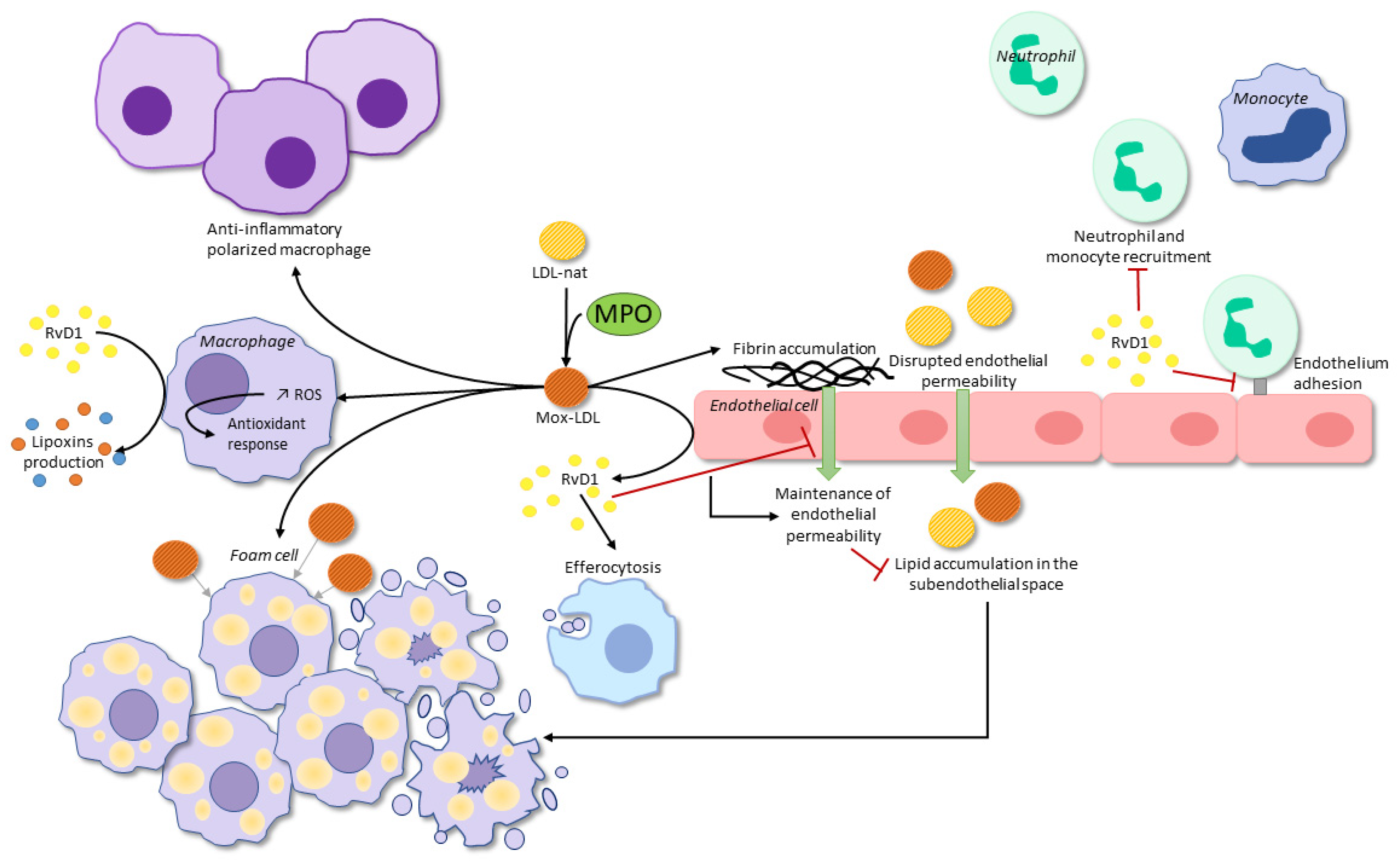 Antioxidants 11 00874 g001 Antioxidants 11 00874 g001