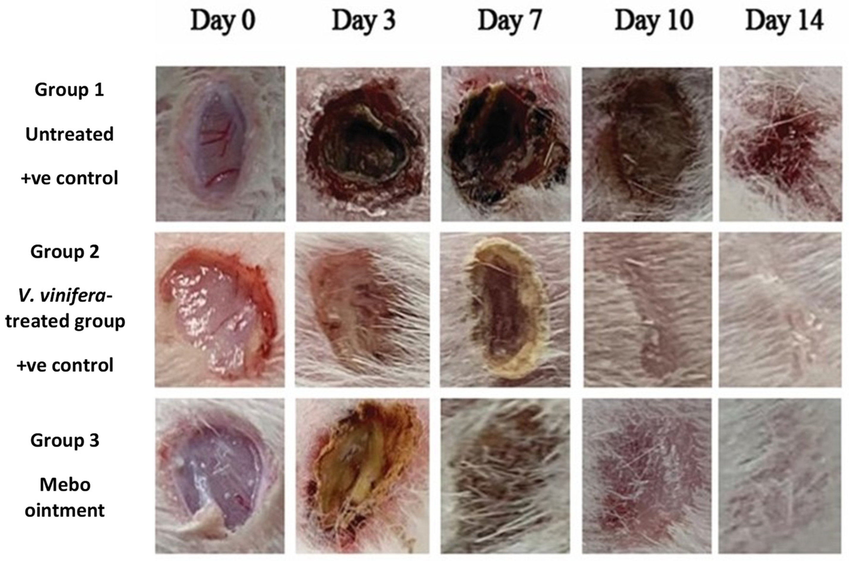 Antioxidants 11 00881 g004 Antioxidants 11 00881 g004