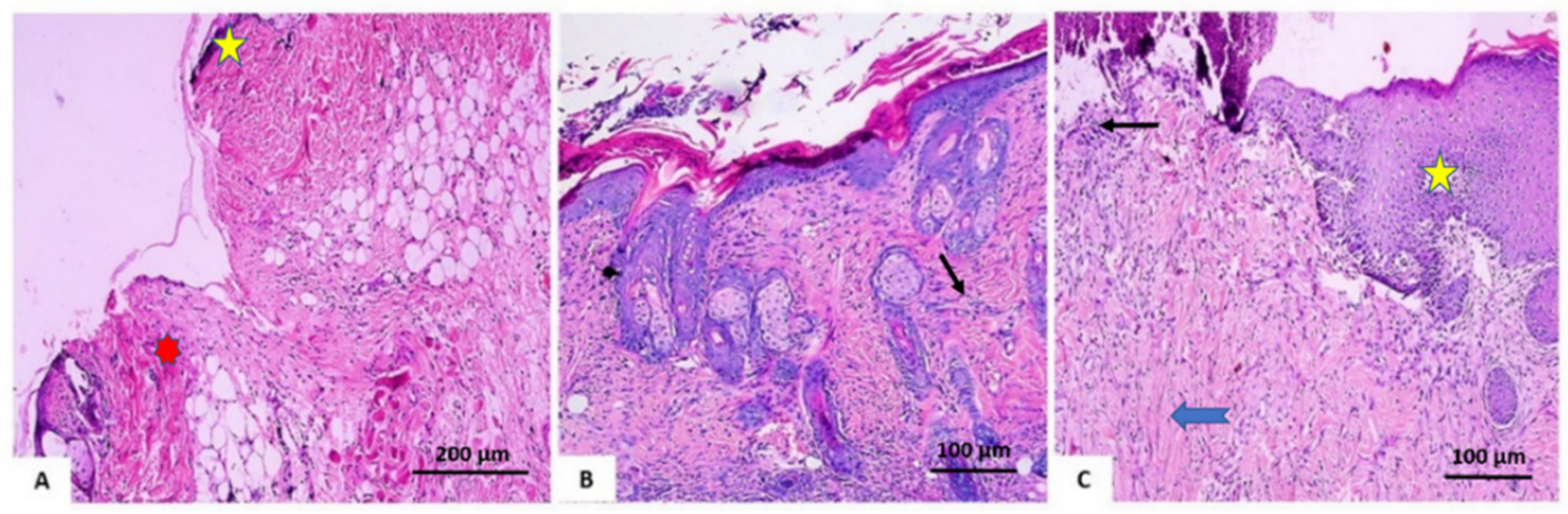 Antioxidants 11 00881 g008 Antioxidants 11 00881 g008