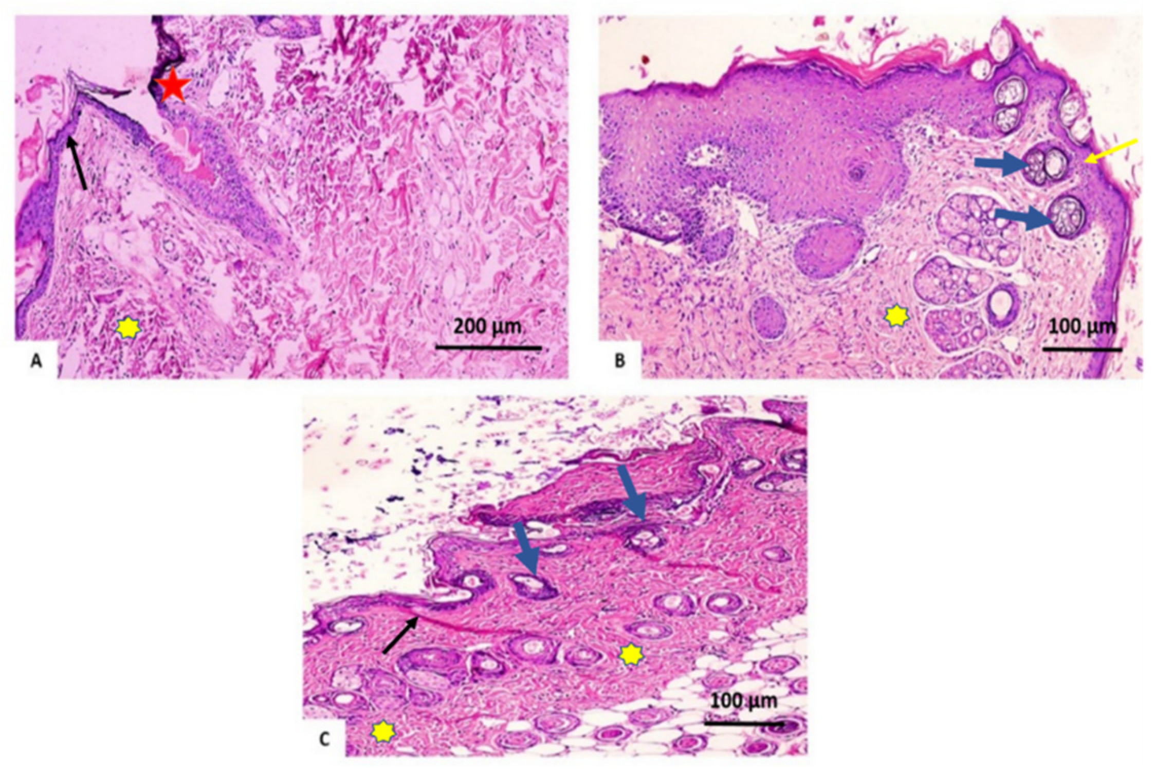 Antioxidants 11 00881 g009 Antioxidants 11 00881 g009
