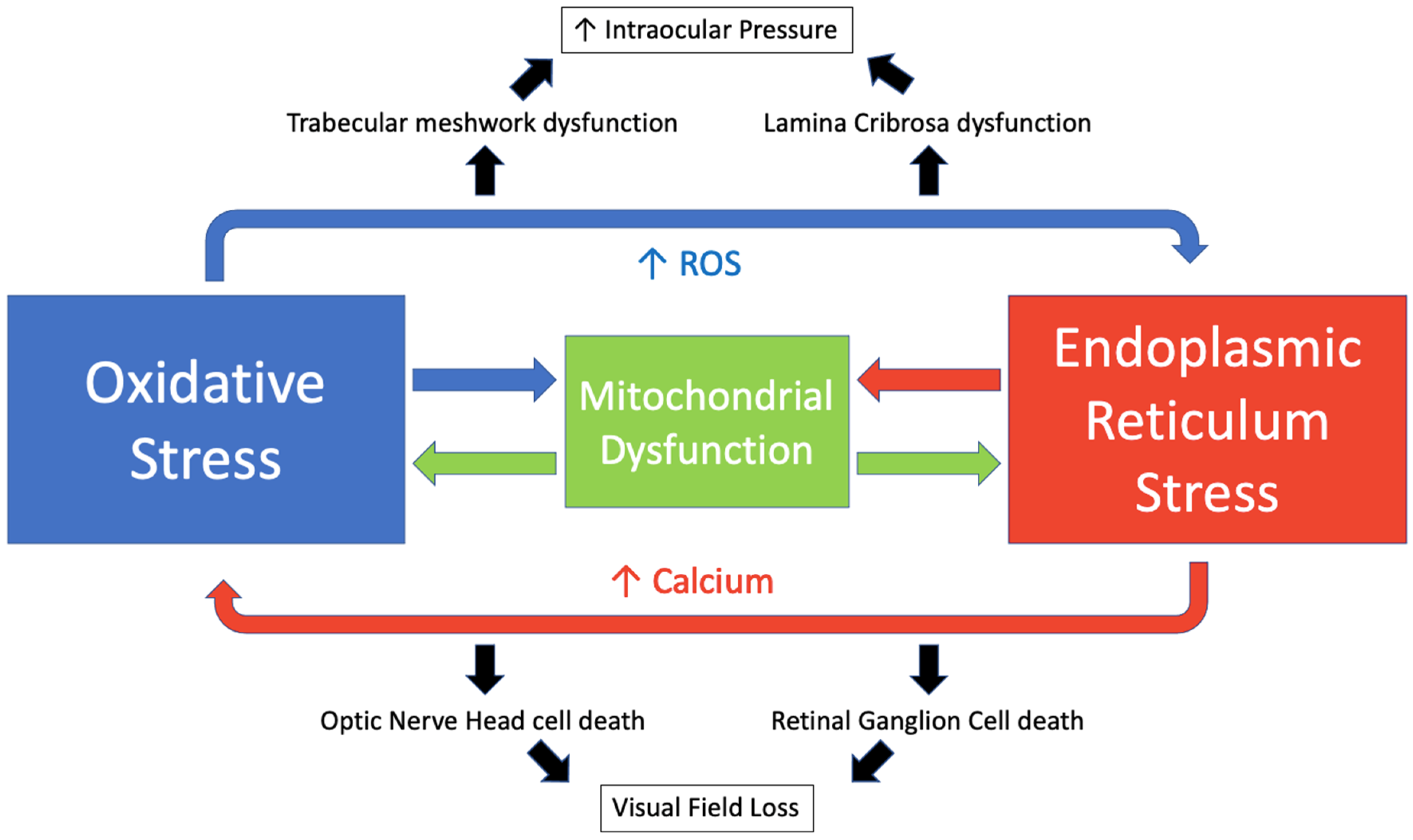 Antioxidants 11 00886 g005 Antioxidants 11 00886 g005
