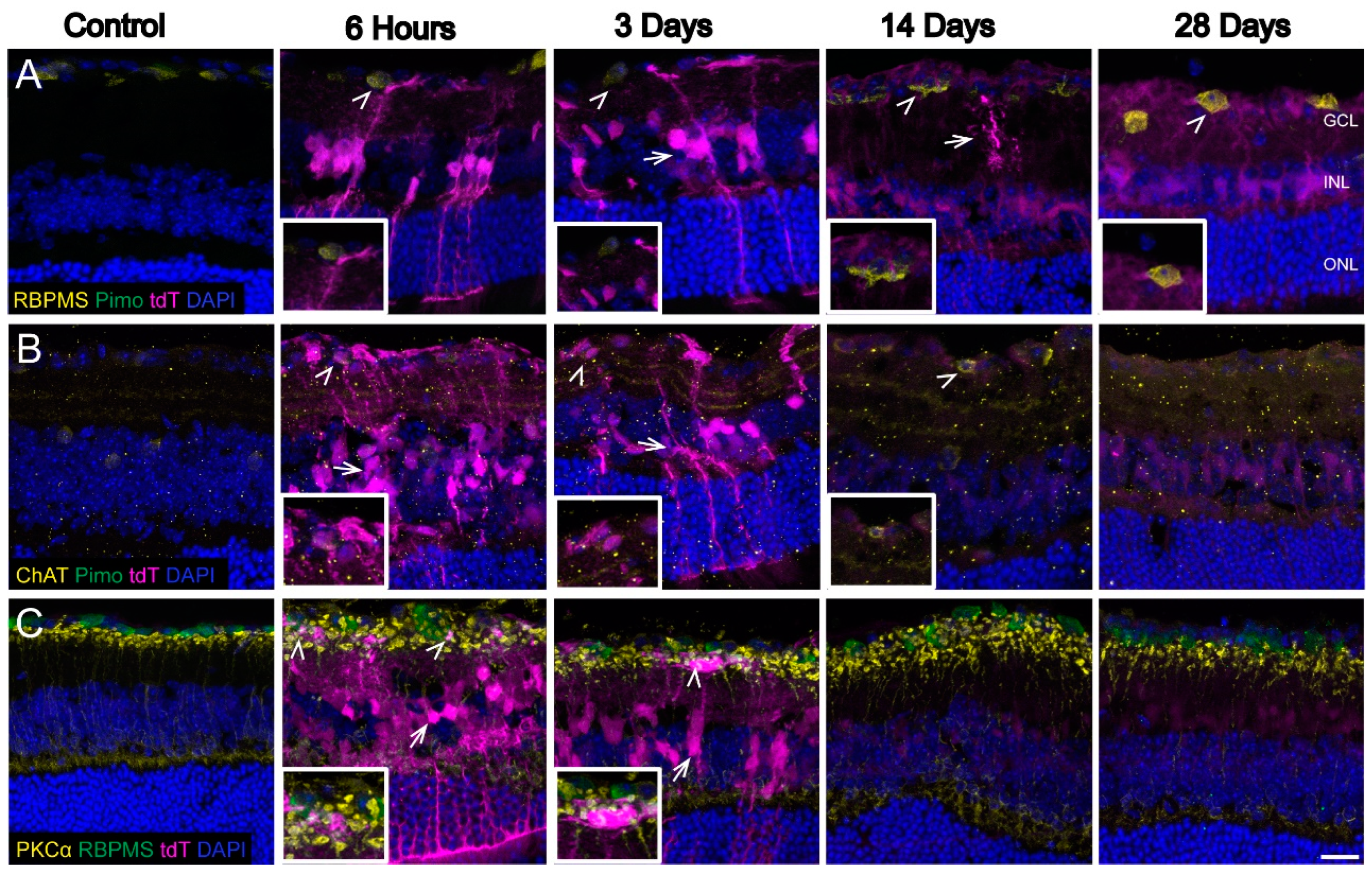 Antioxidants 11 00888 g003