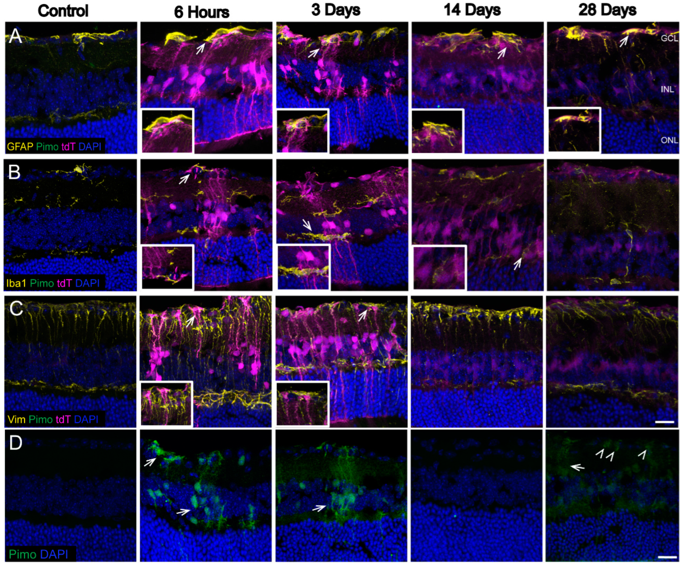 Antioxidants 11 00888 g004