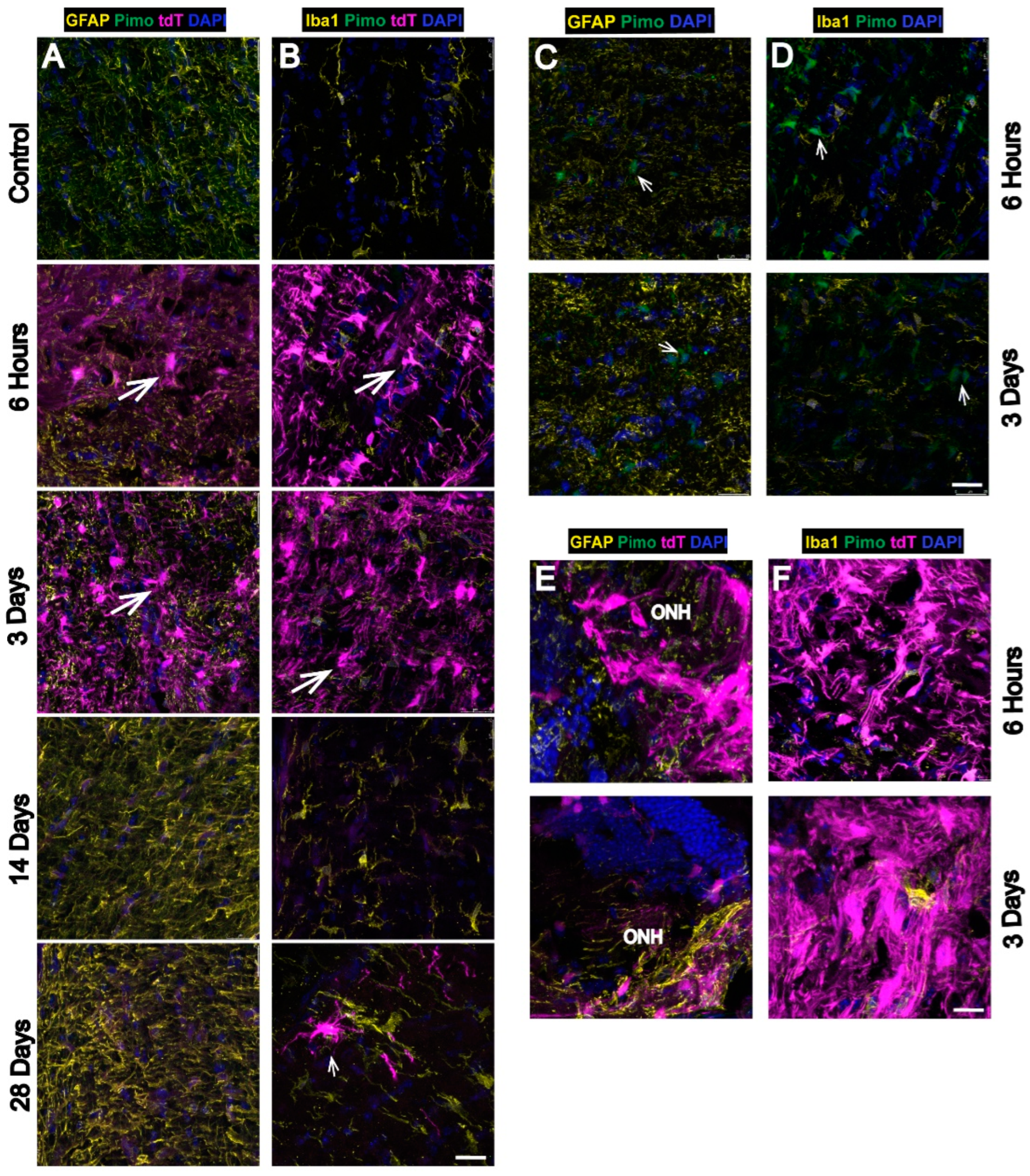 Antioxidants 11 00888 g005