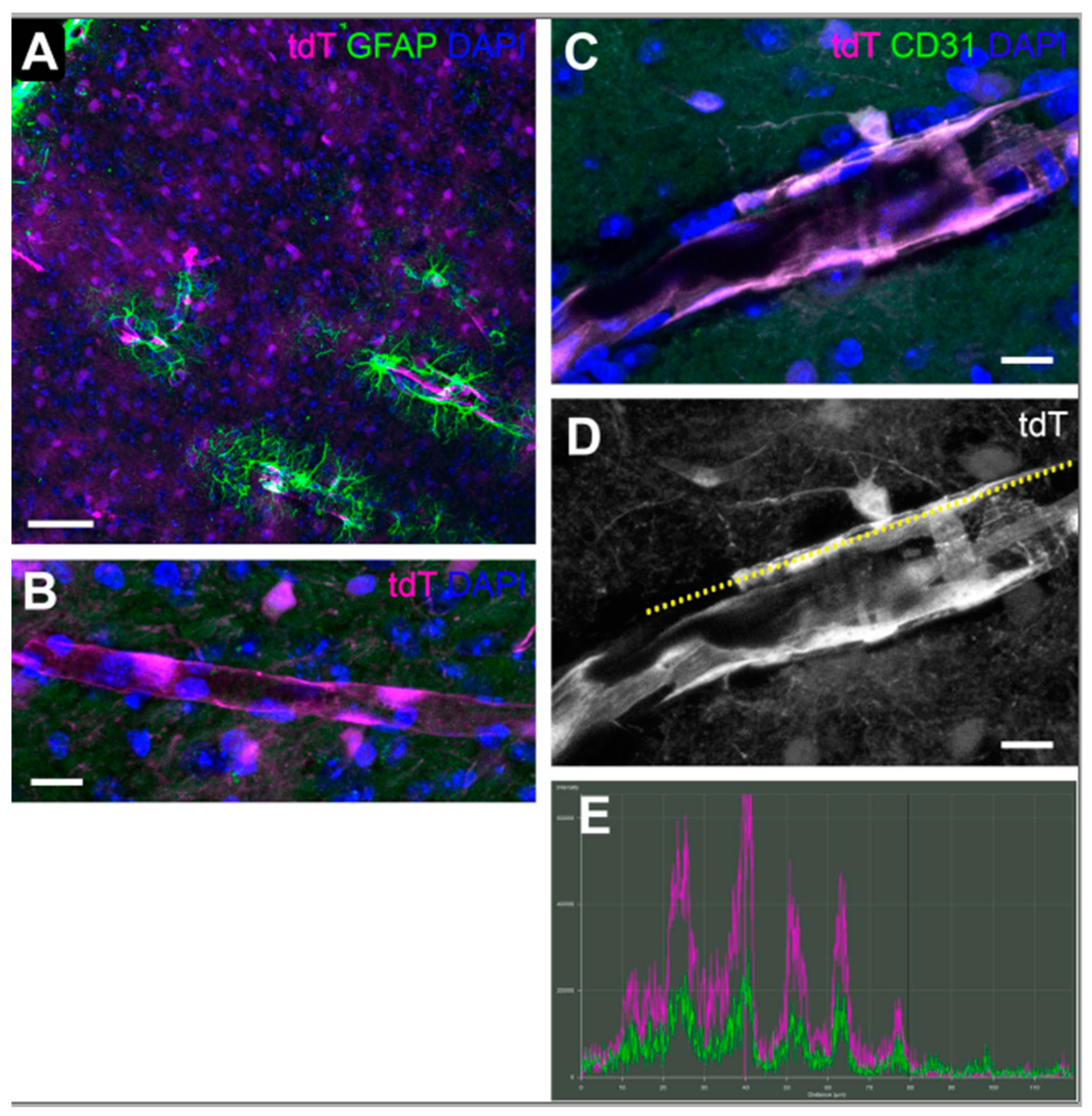 Antioxidants 11 00888 g008