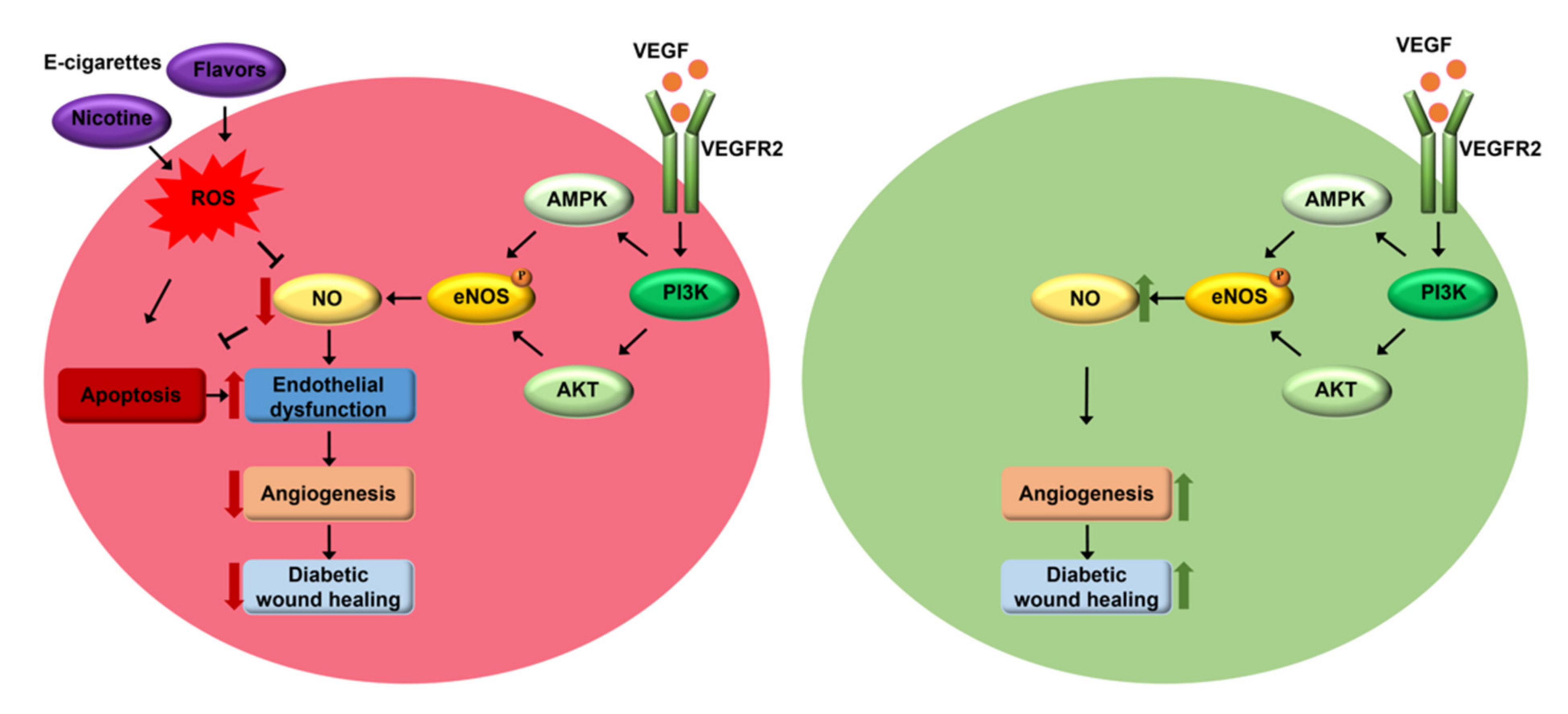 Antioxidants 11 00904 g006 550