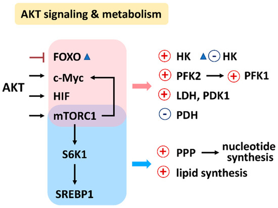 Impacts of Oxidative Stress and PI3K/AKT/mTOR on Metabolism