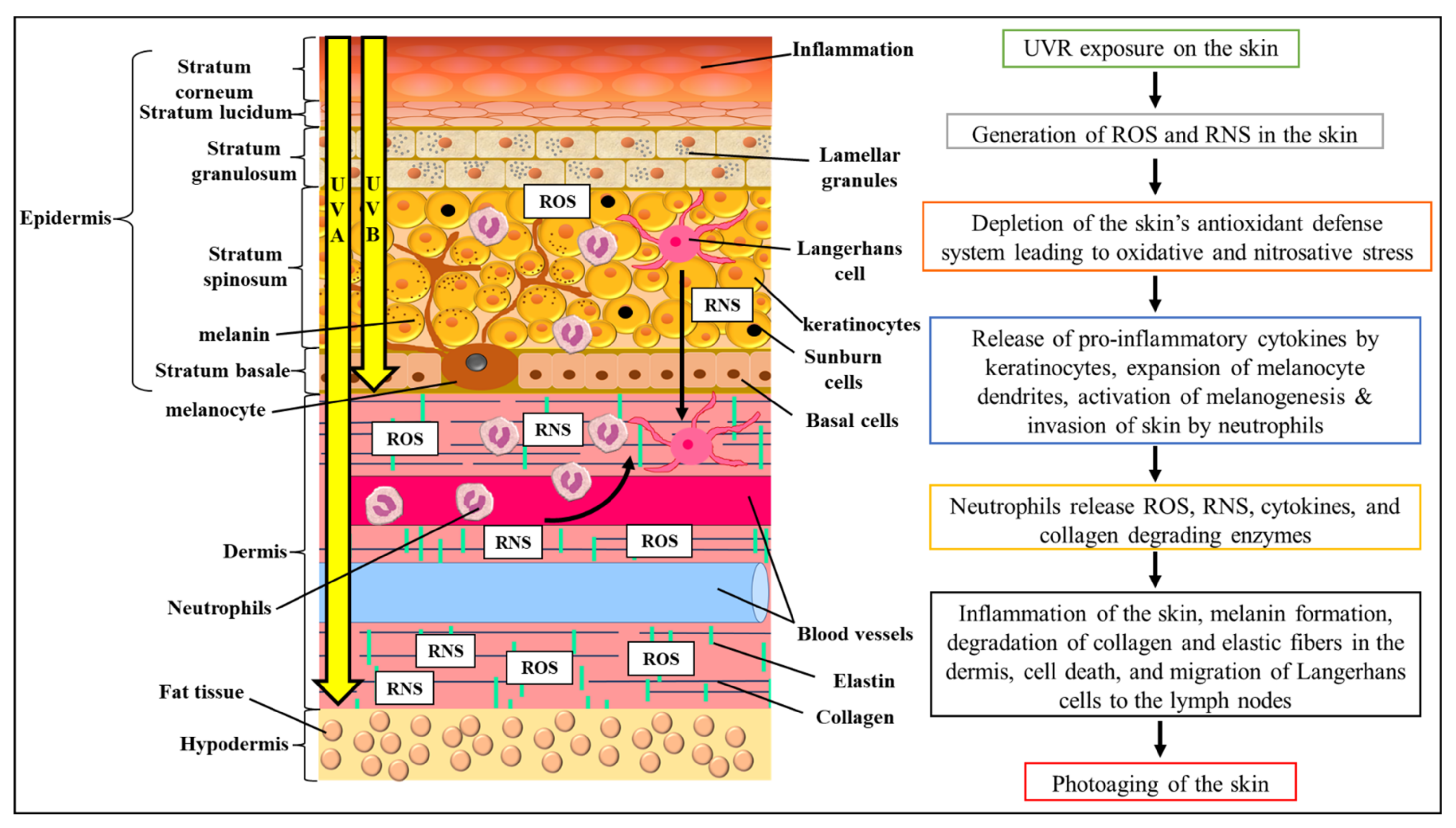 Antioxidants 11 00913 g002 Antioxidants 11 00913 g002