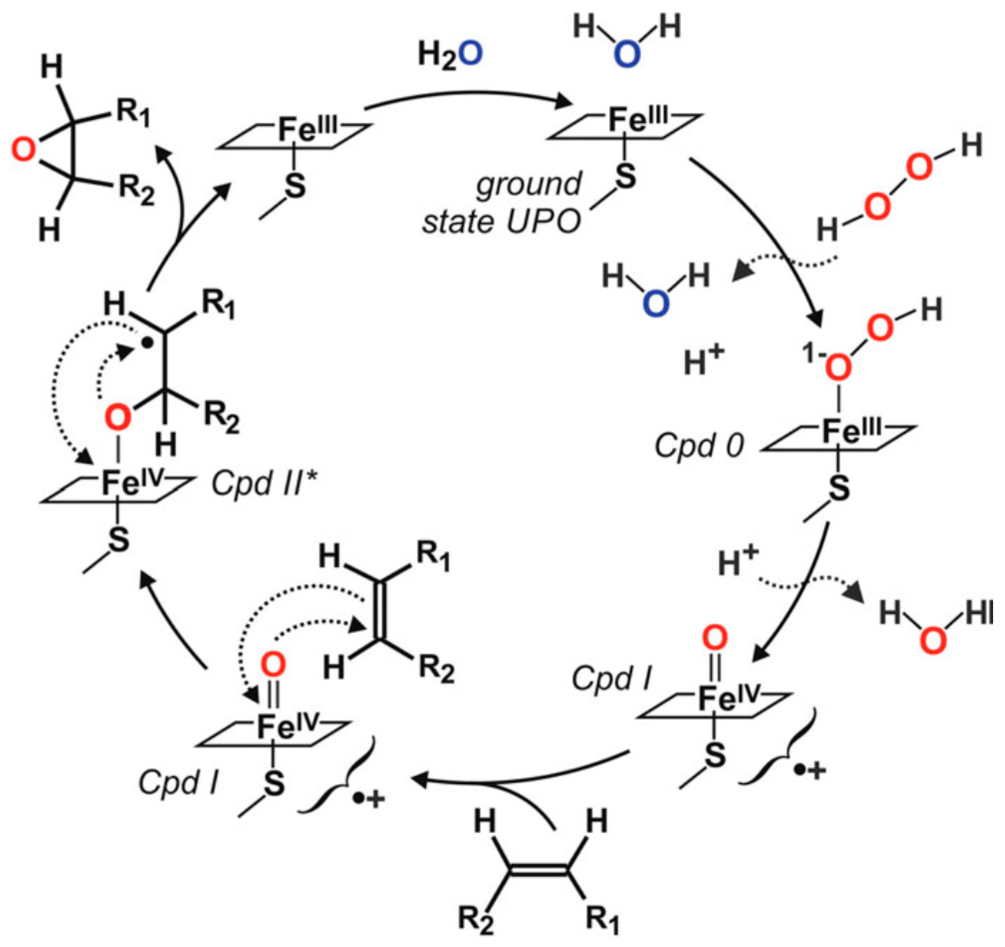 Antioxidants 11 00915 g001