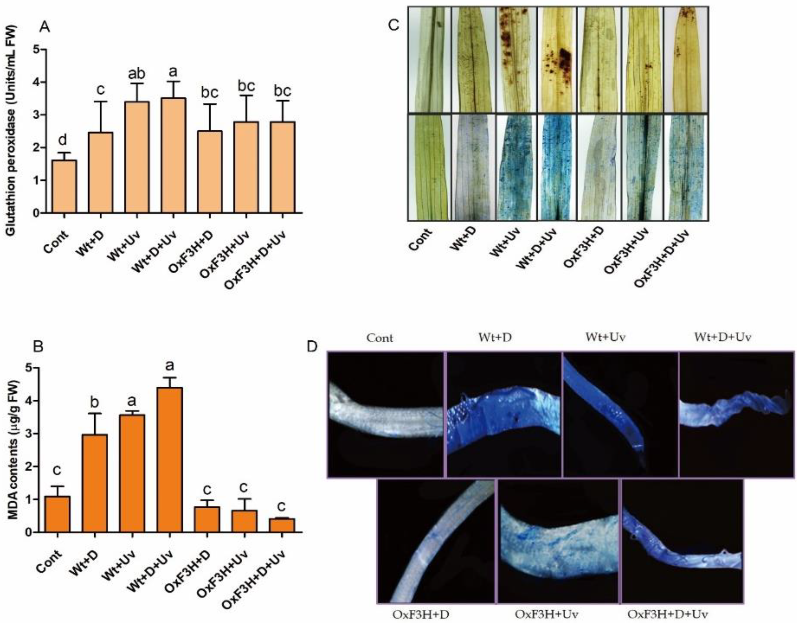 Antioxidants 11 00917 g003