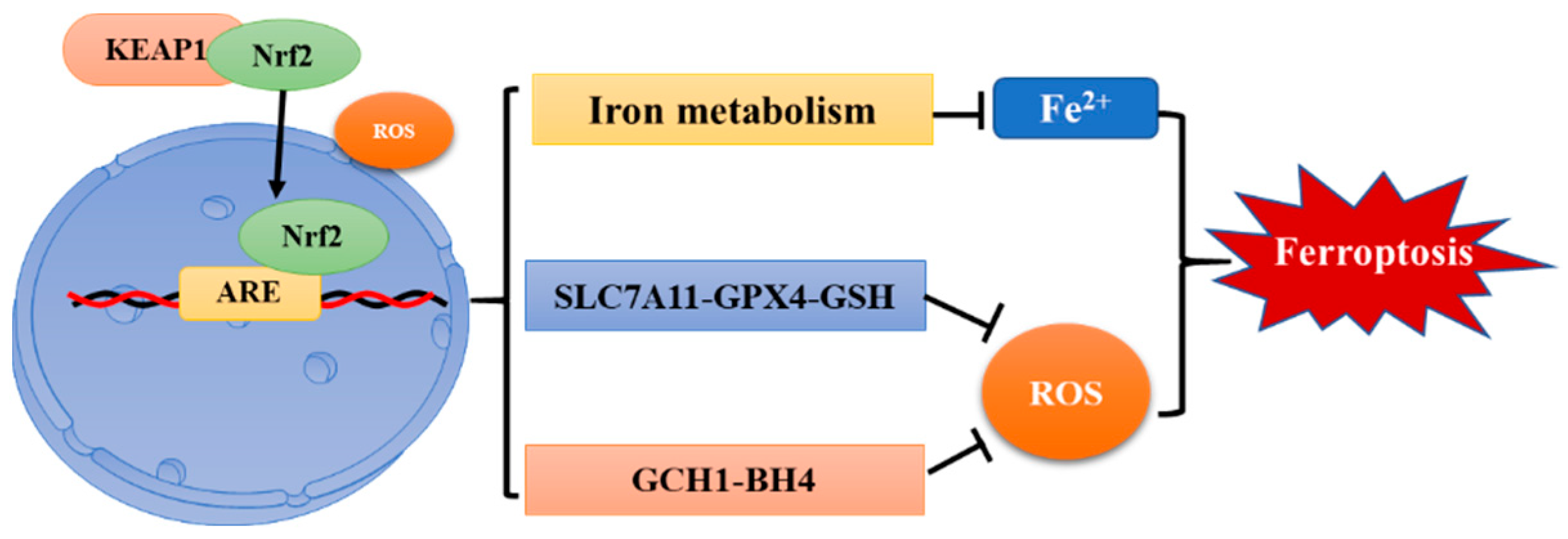 Antioxidants 11 00921 g003