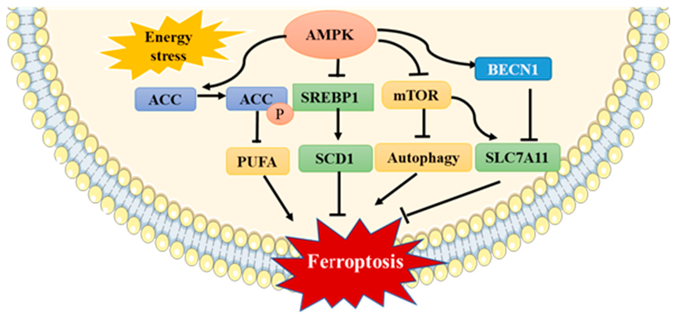 Antioxidants 11 00921 g004