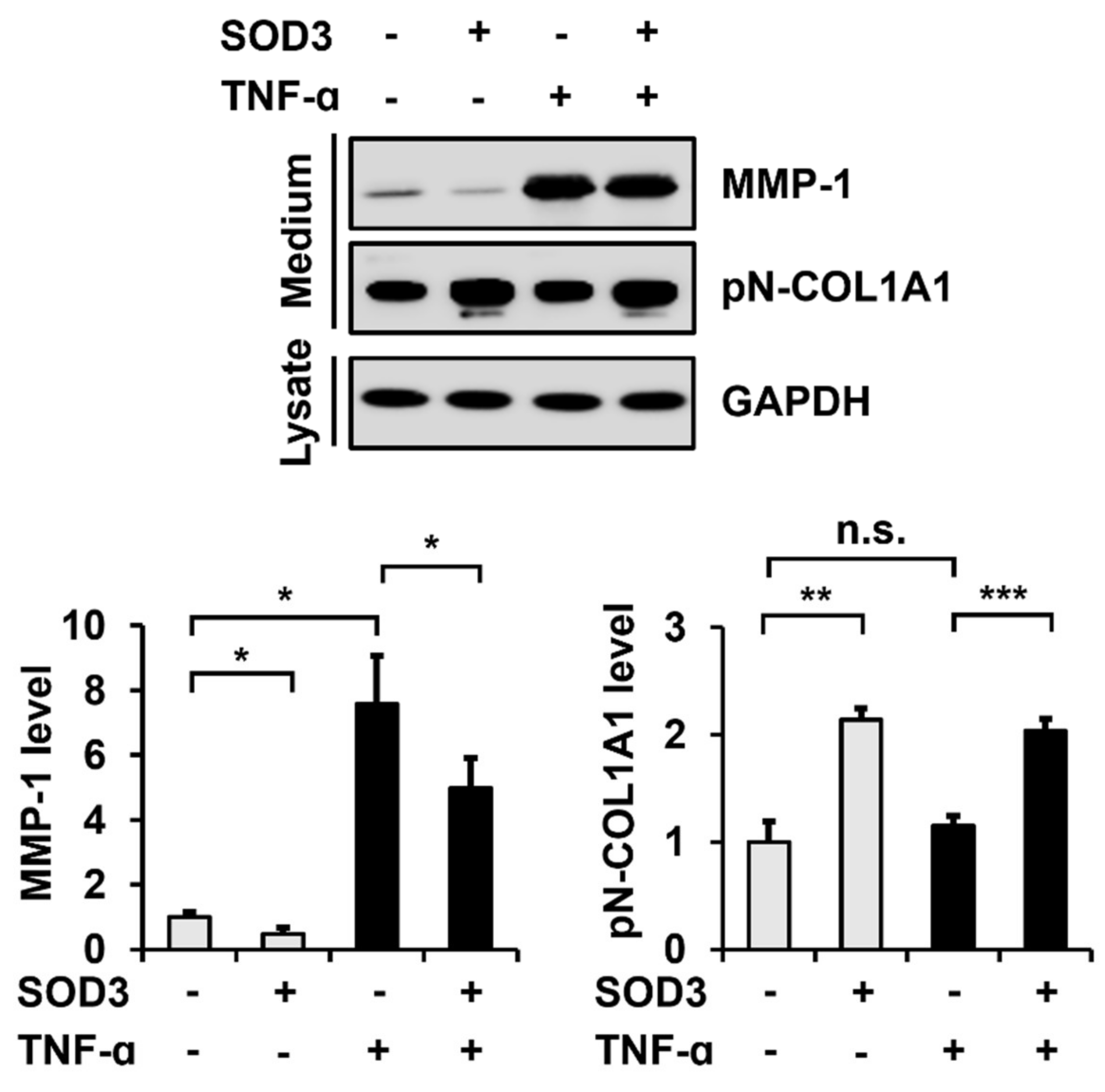 Antioxidants 11 00928 g003 Antioxidants 11 00928 g003