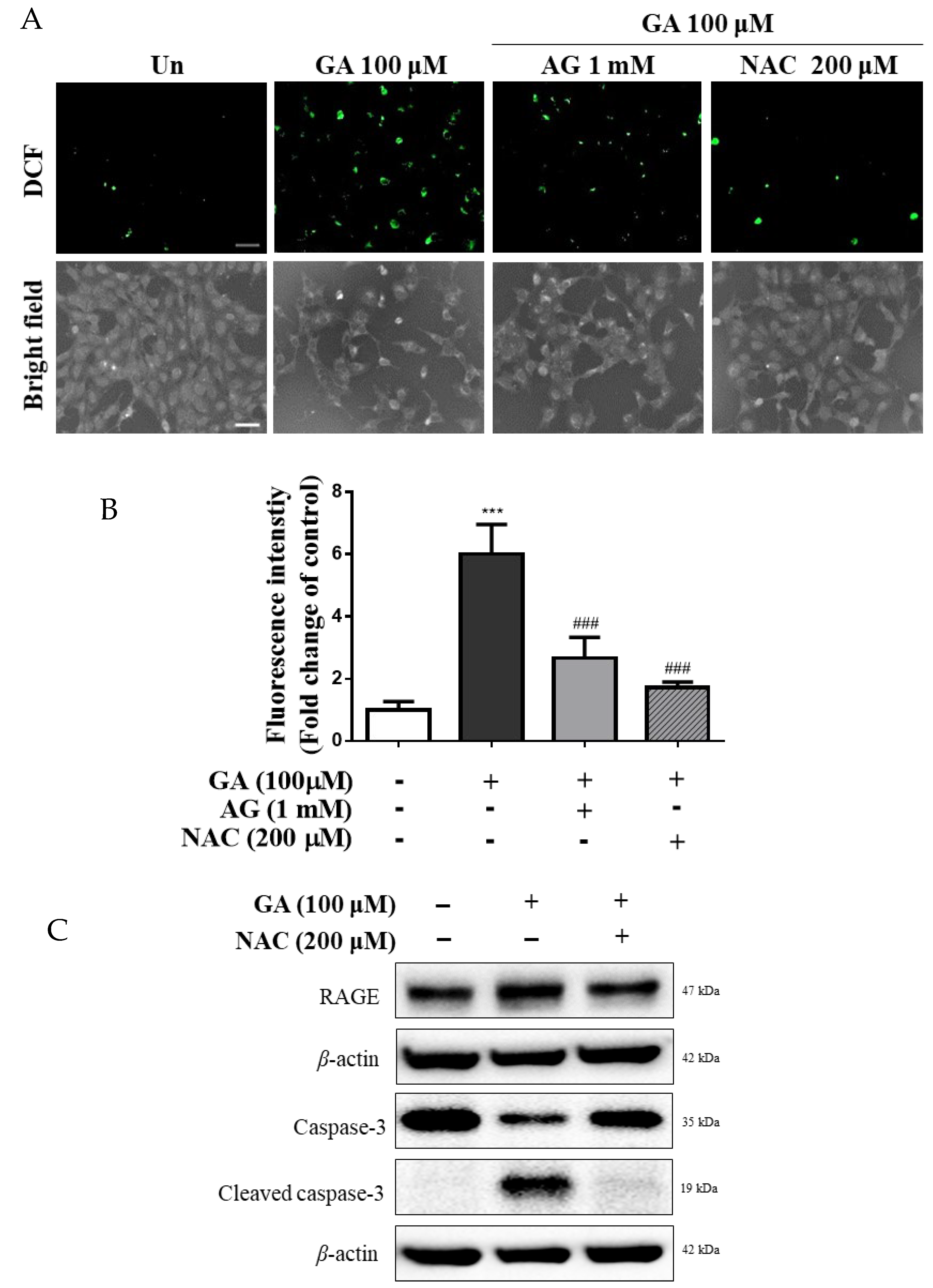 Antioxidants 11 00934 g004a Antioxidants 11 00934 g004a