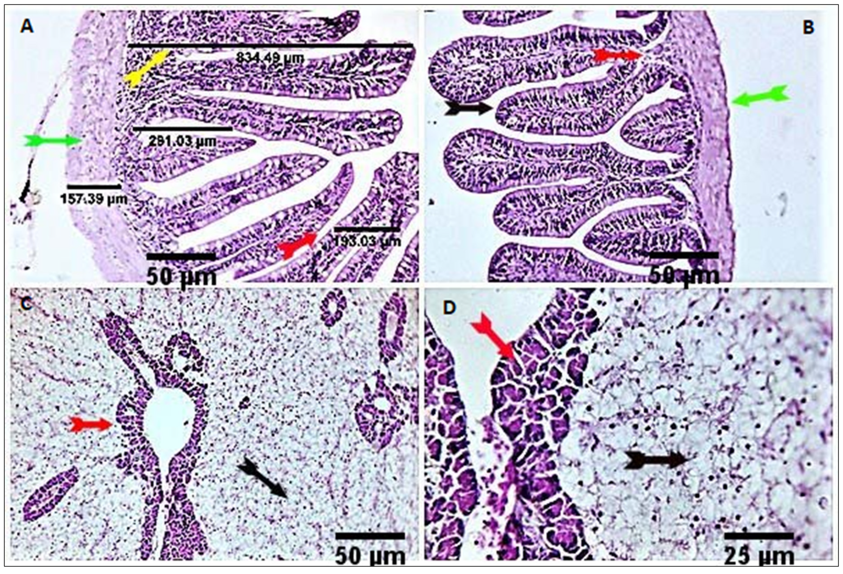 Antioxidants 11 00937 g002 Antioxidants 11 00937 g002