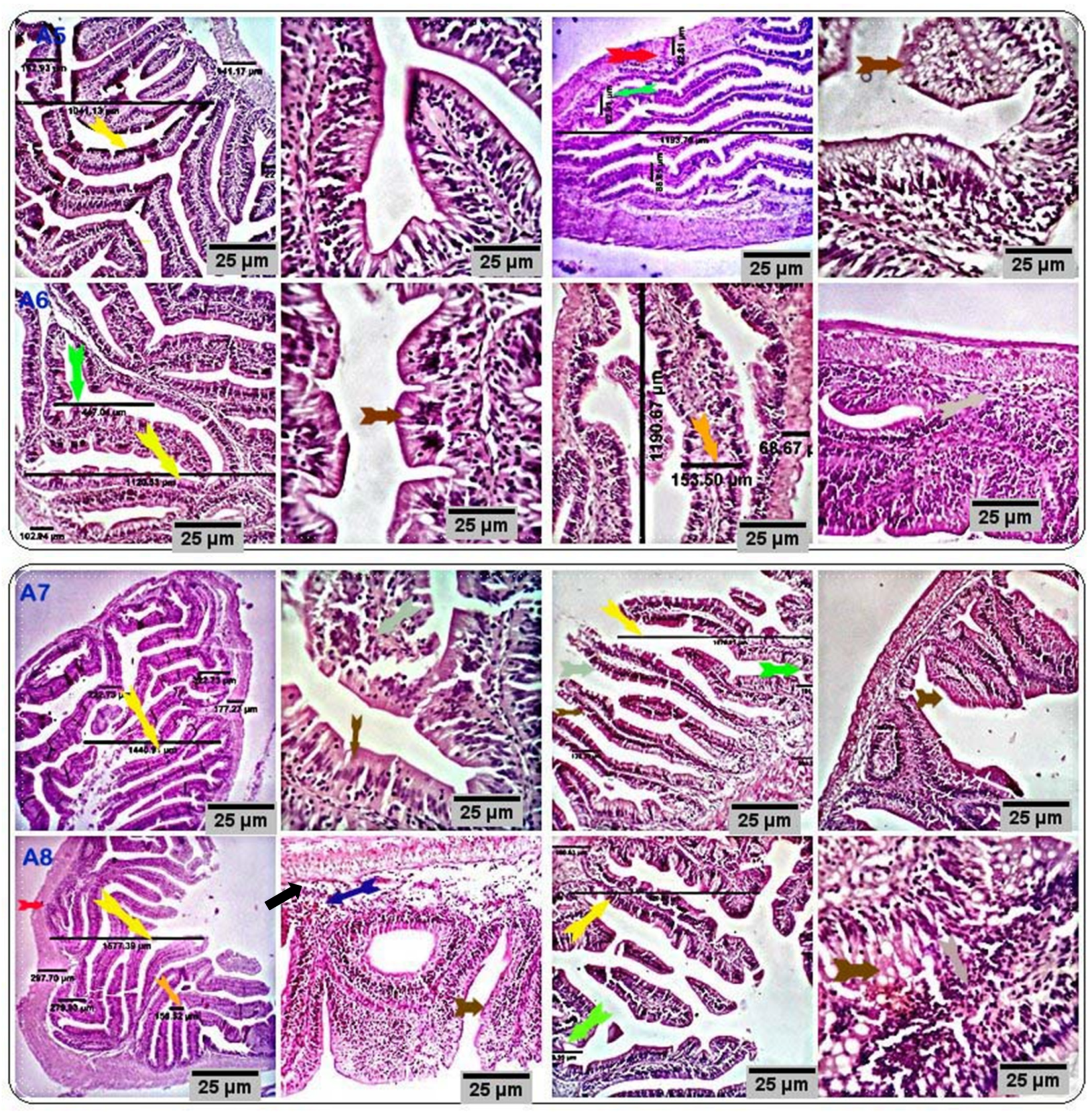 Antioxidants 11 00937 g003 Antioxidants 11 00937 g003