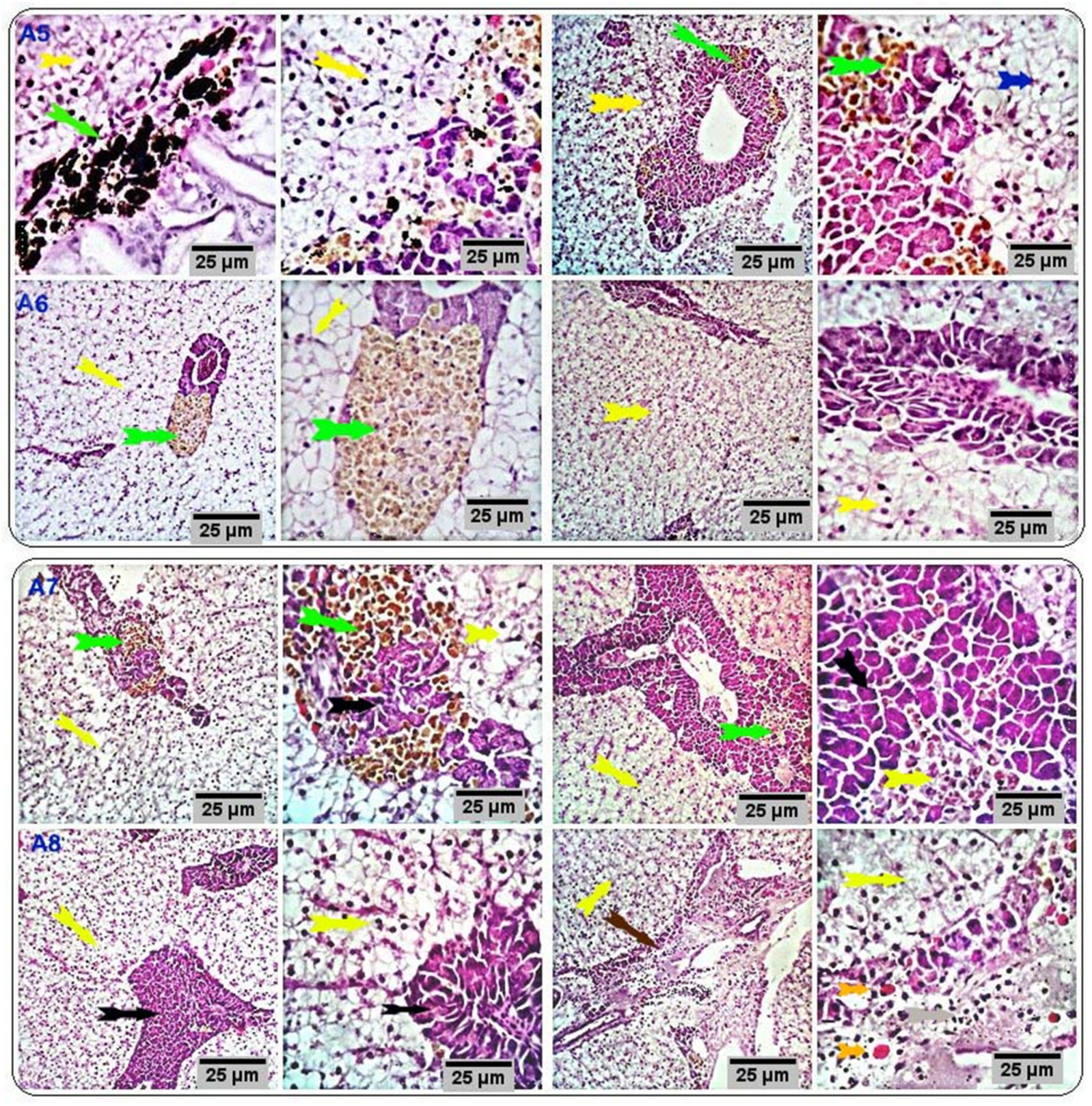 Antioxidants 11 00937 g004 Antioxidants 11 00937 g004