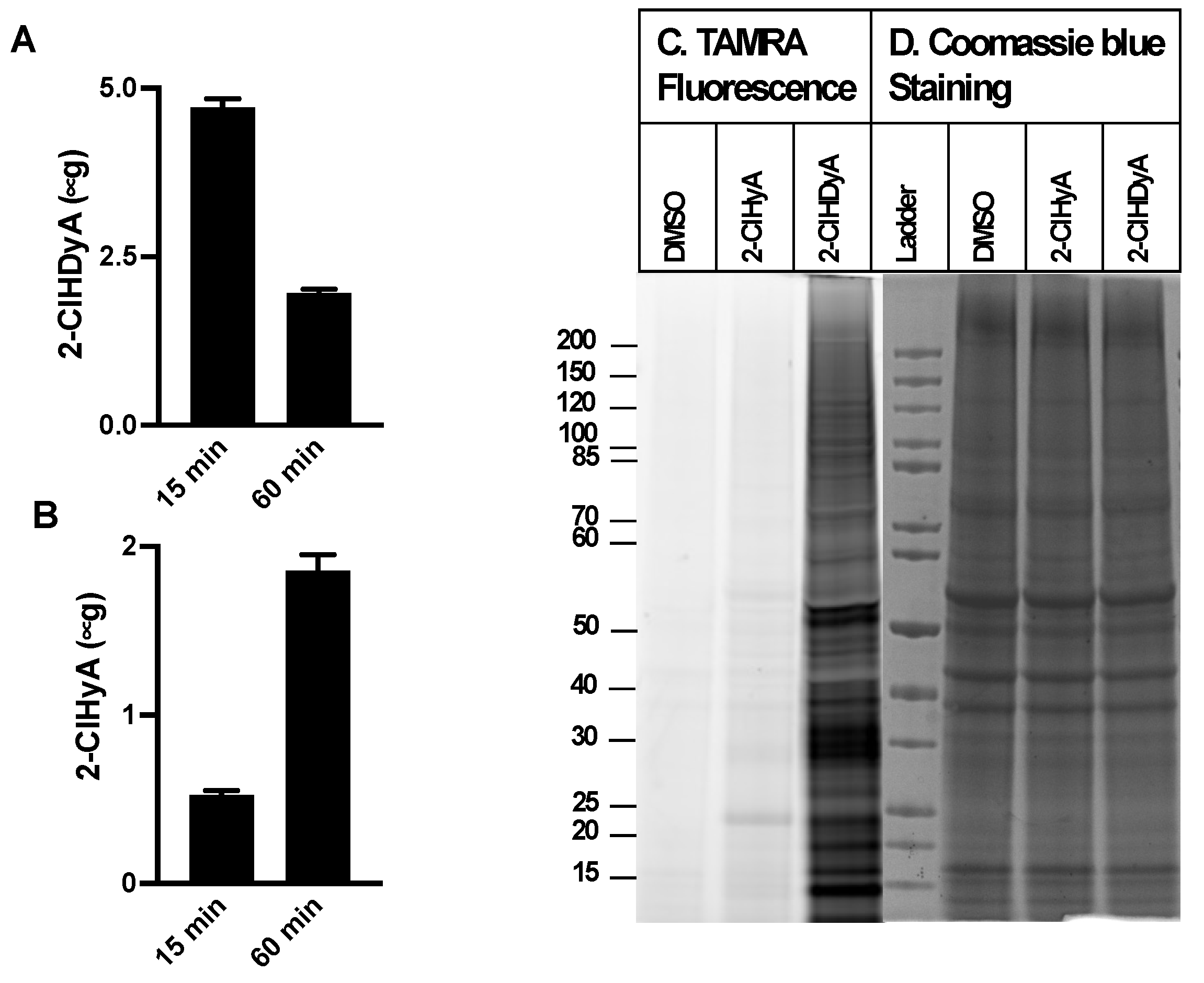 Antioxidants 11 00940 g004 Antioxidants 11 00940 g004