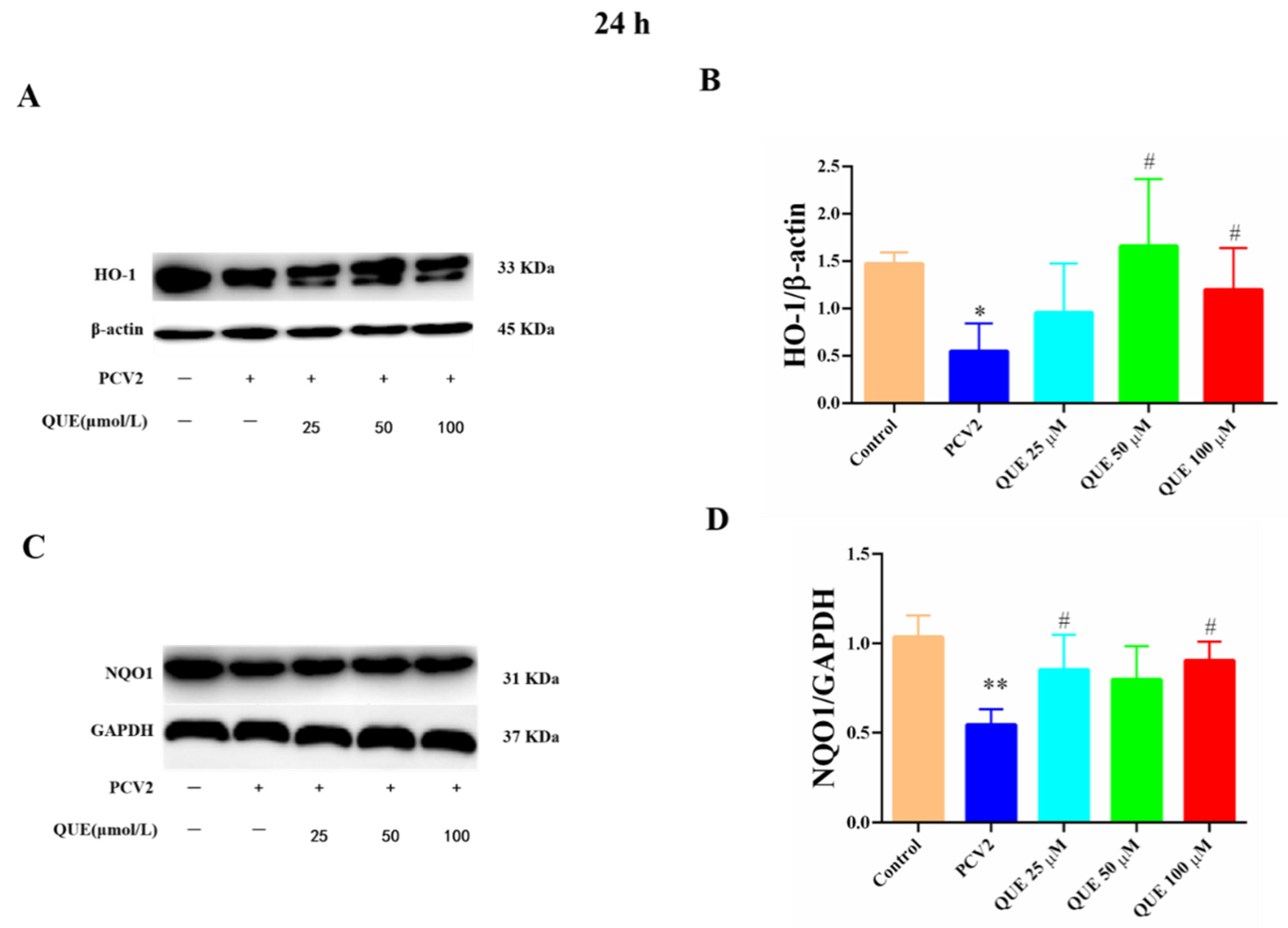Antioxidants 11 00941 g008