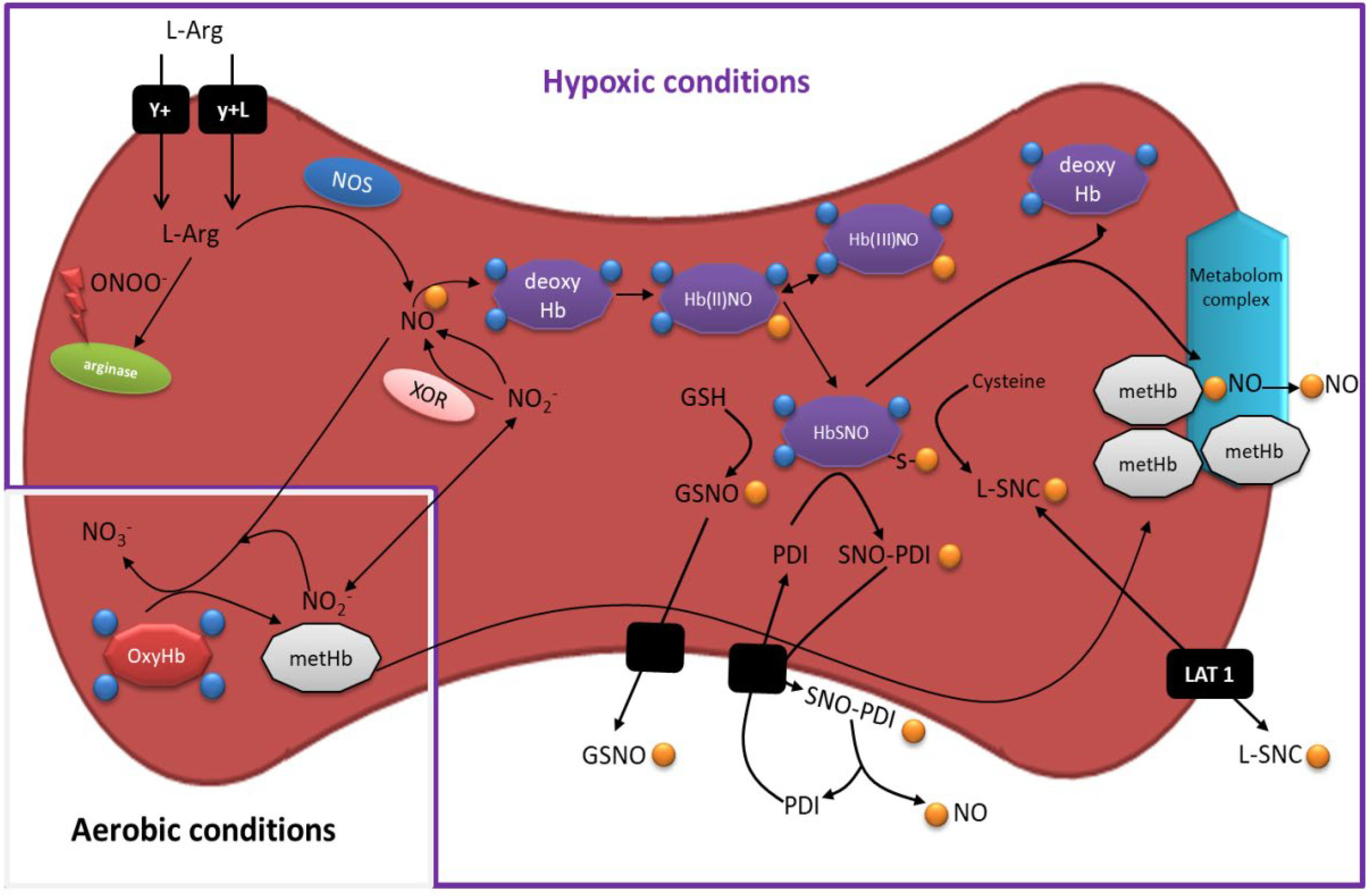 Role of Erythrocytes in Nitric Oxide Metabolism and Paracrine 