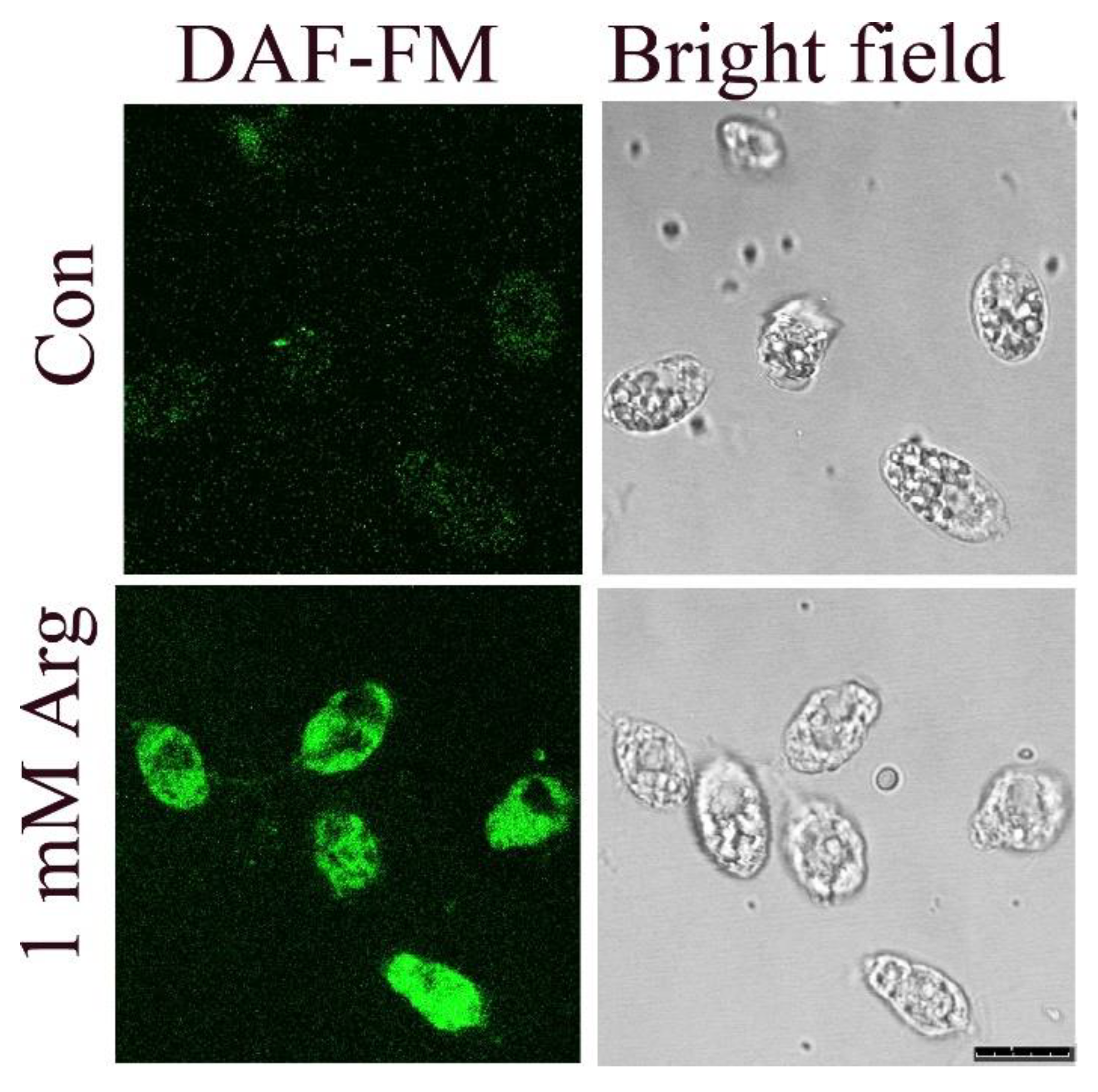 Antioxidants 11 00949 g002 Antioxidants 11 00949 g002
