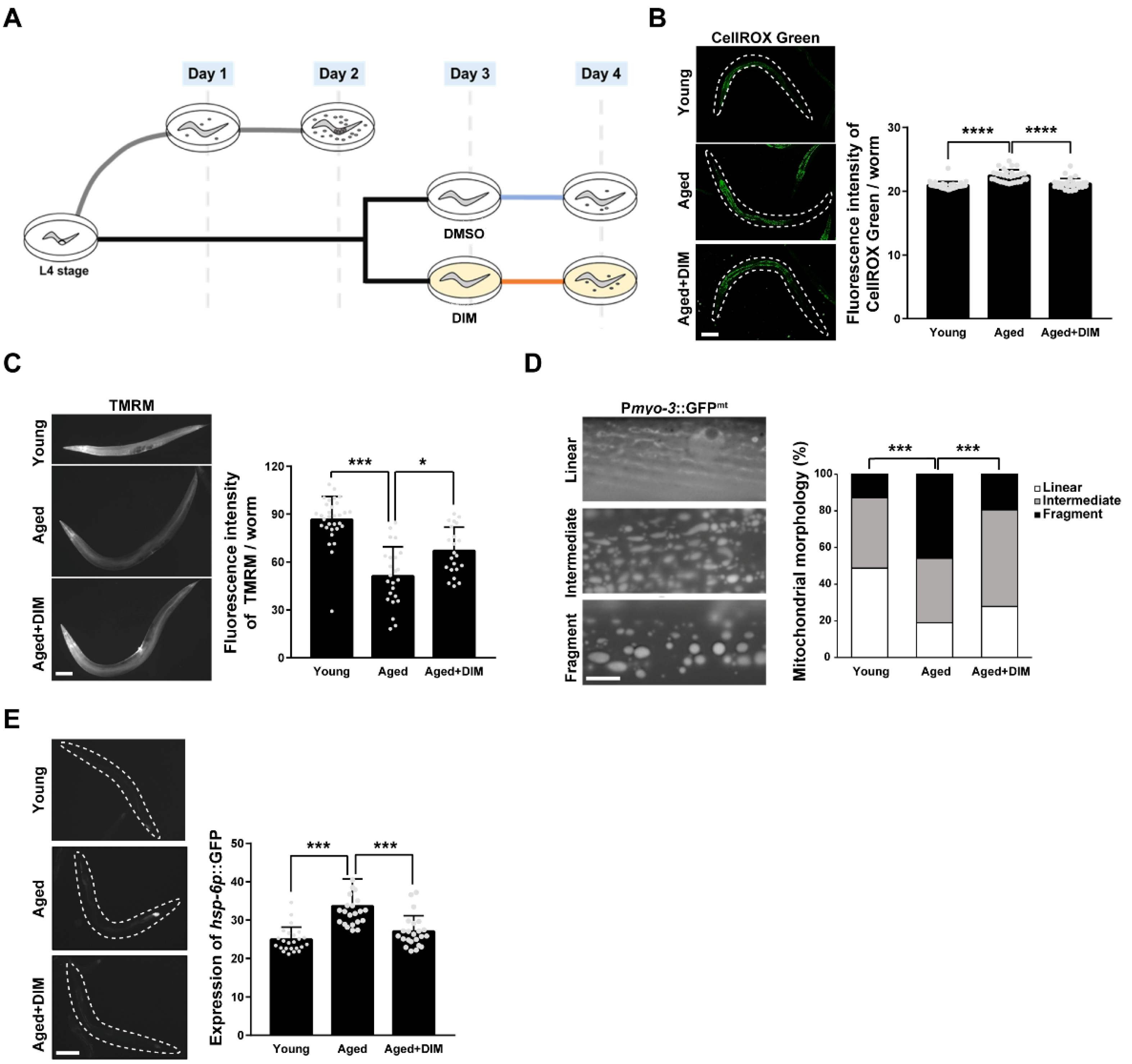 Antioxidants 11 00950 g001 Antioxidants 11 00950 g001