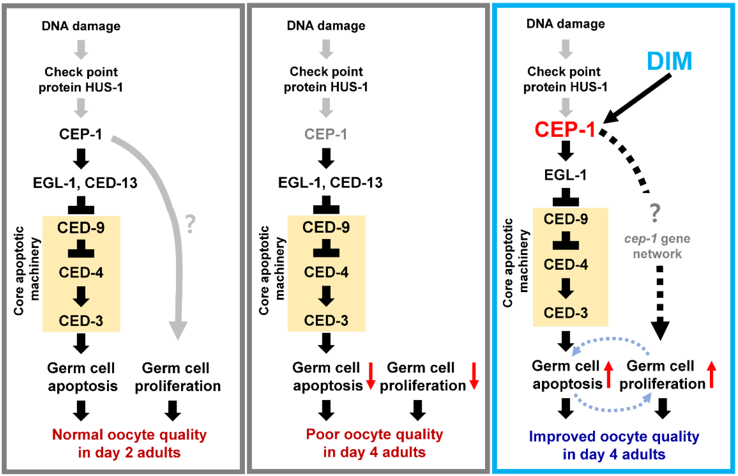 Antioxidants 11 00950 g007 Antioxidants 11 00950 g007