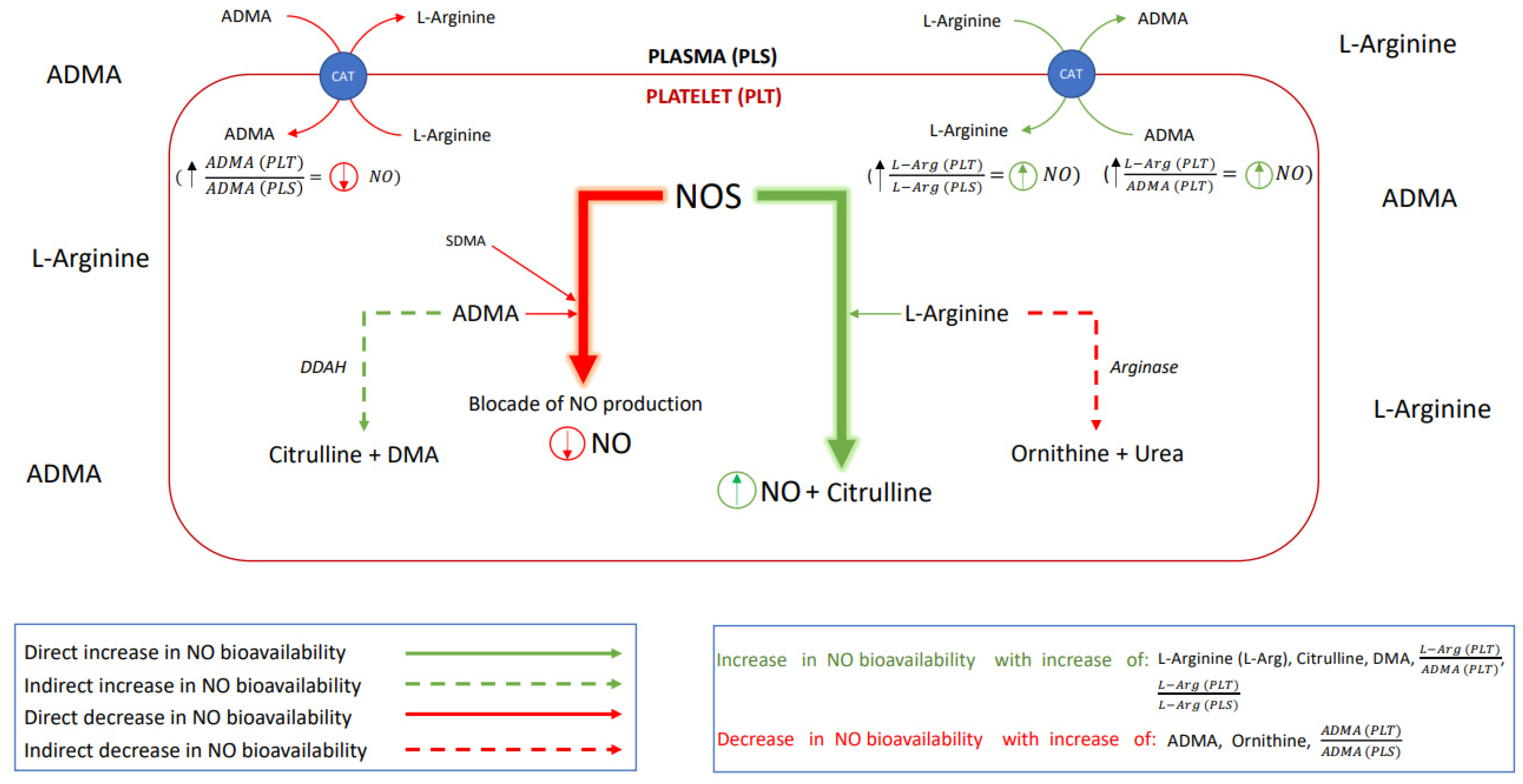 Antioxidants 11 00955 g001 Antioxidants 11 00955 g001