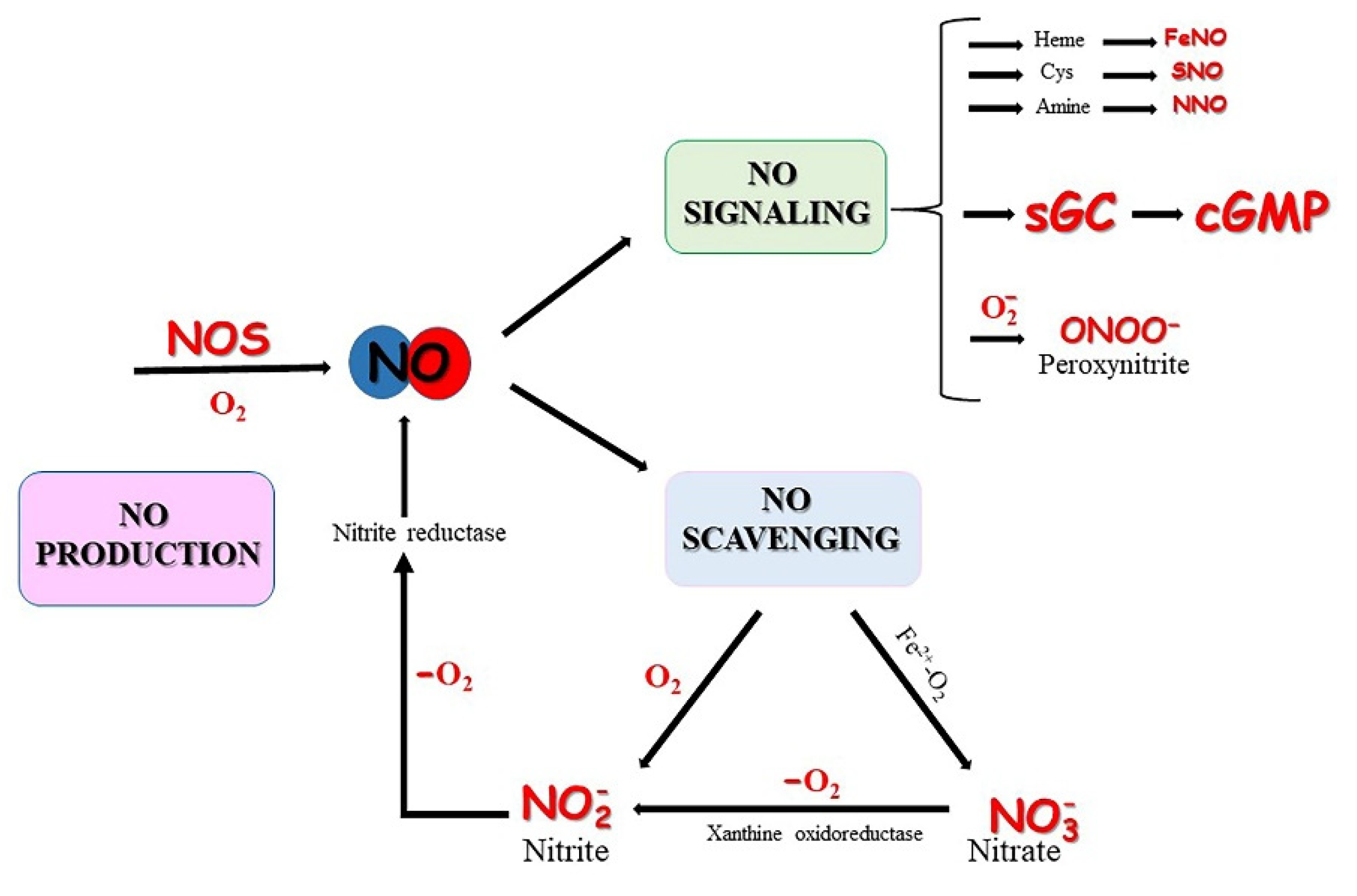 Antioxidants, Free Full-Text